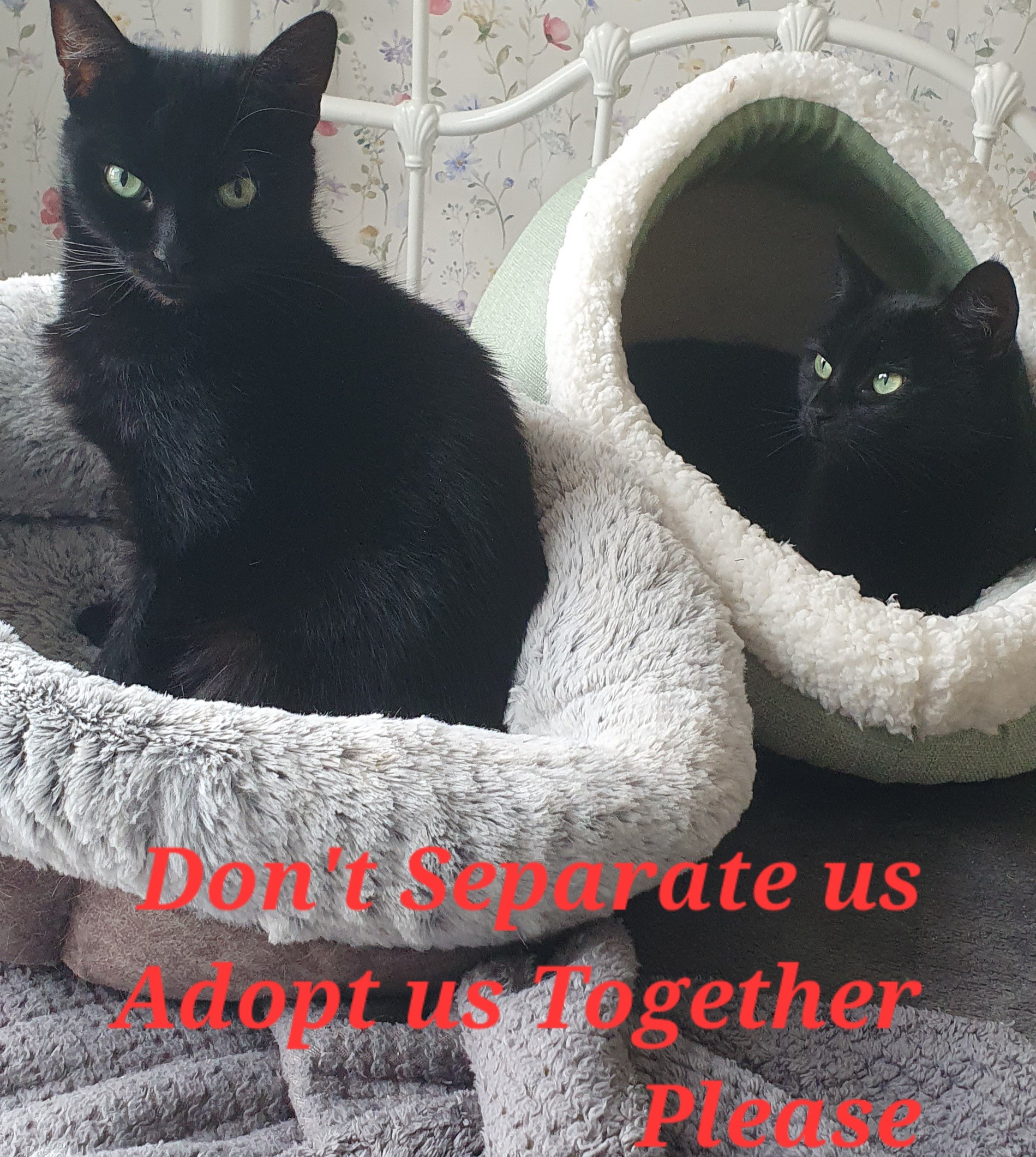 Don't Separate us.  Adopt us Together Please.