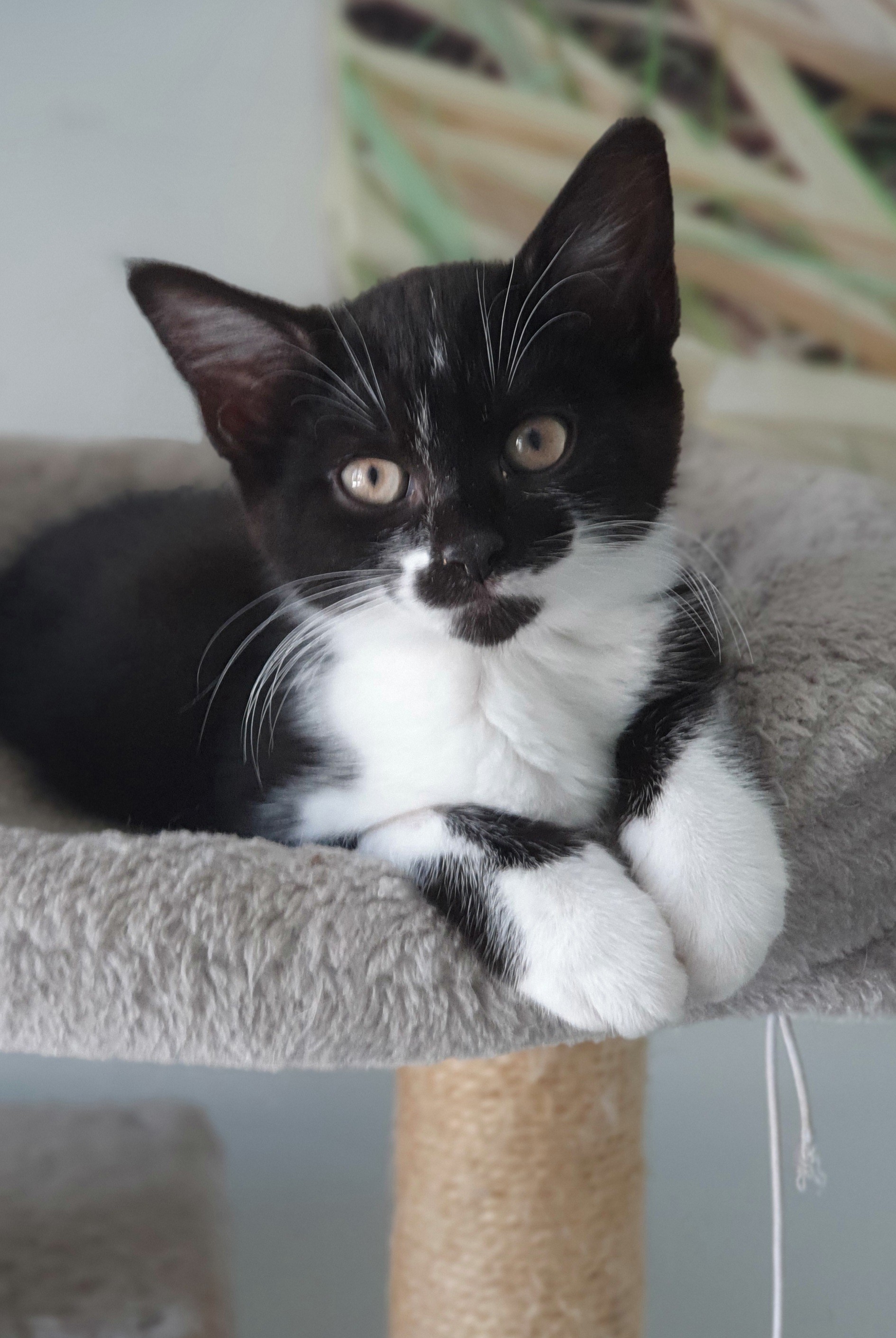 An image of a cat called Alfie.