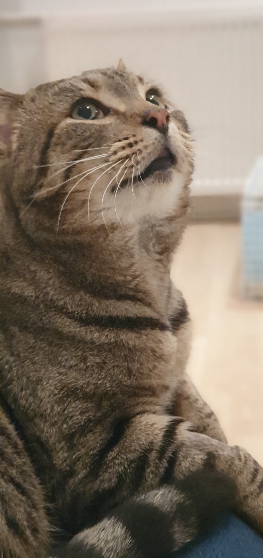 An image of a cat called Barney.