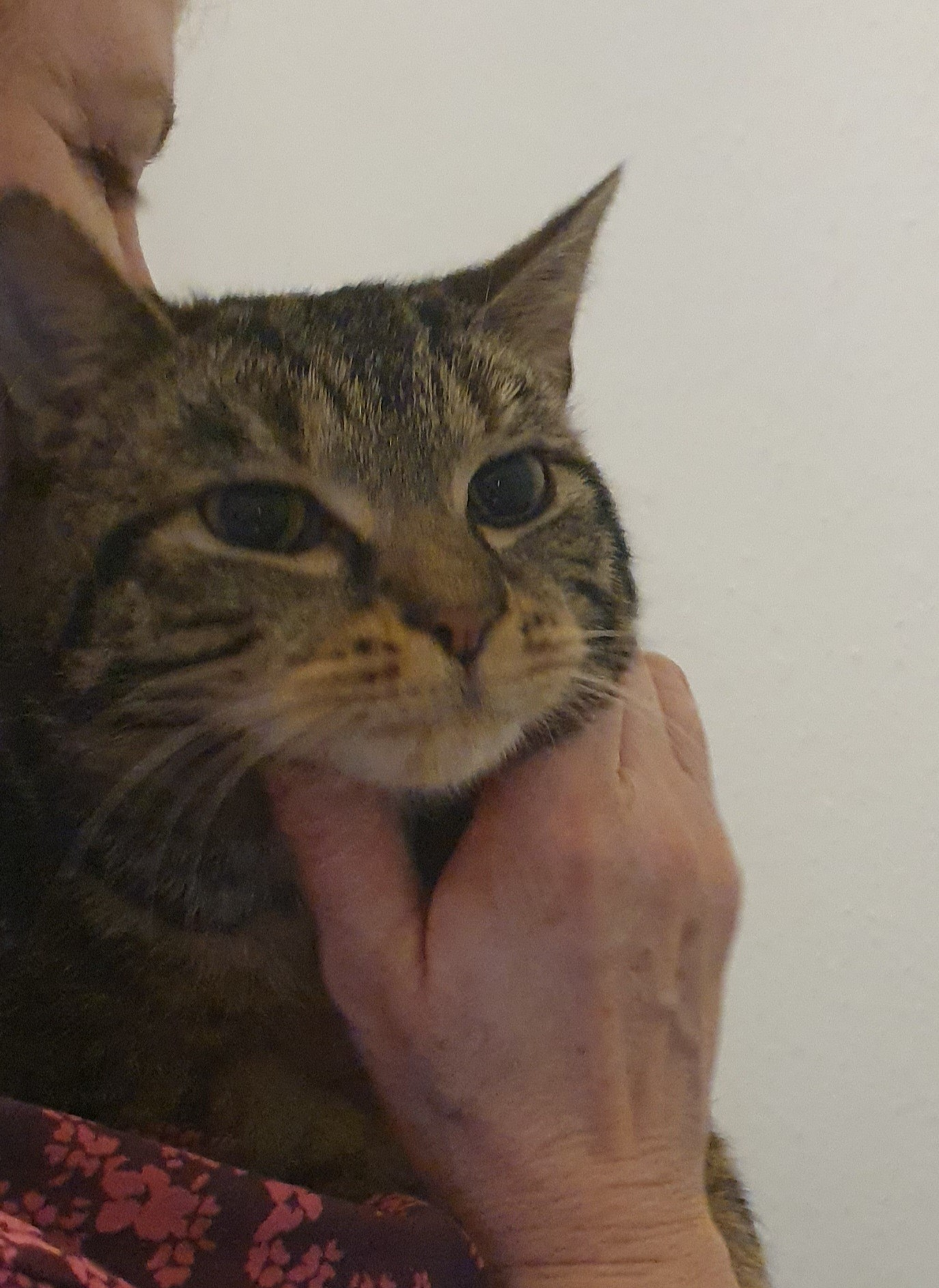 An image of Bear being comforted by Karen