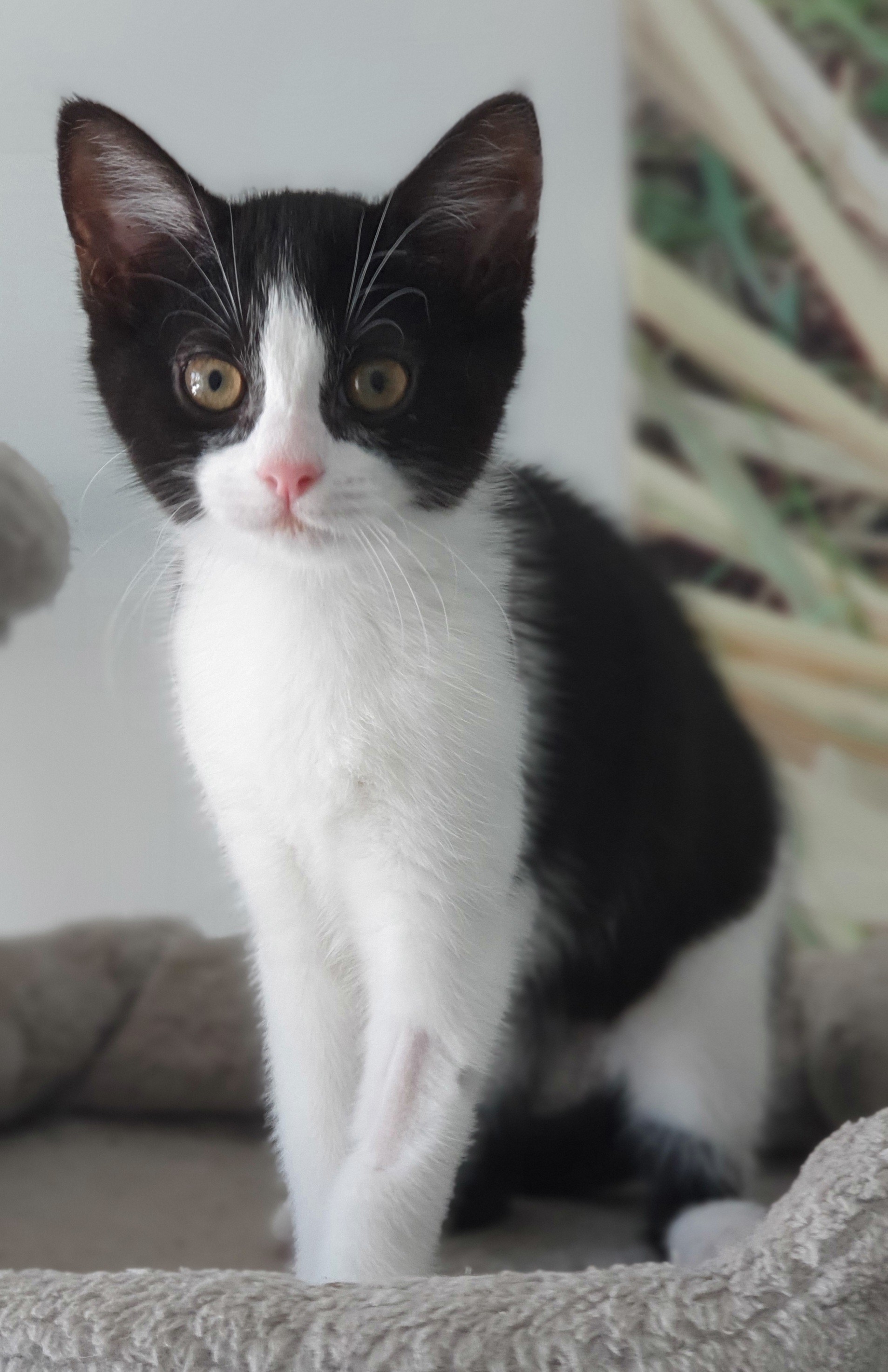 An image of a cat called Billy.