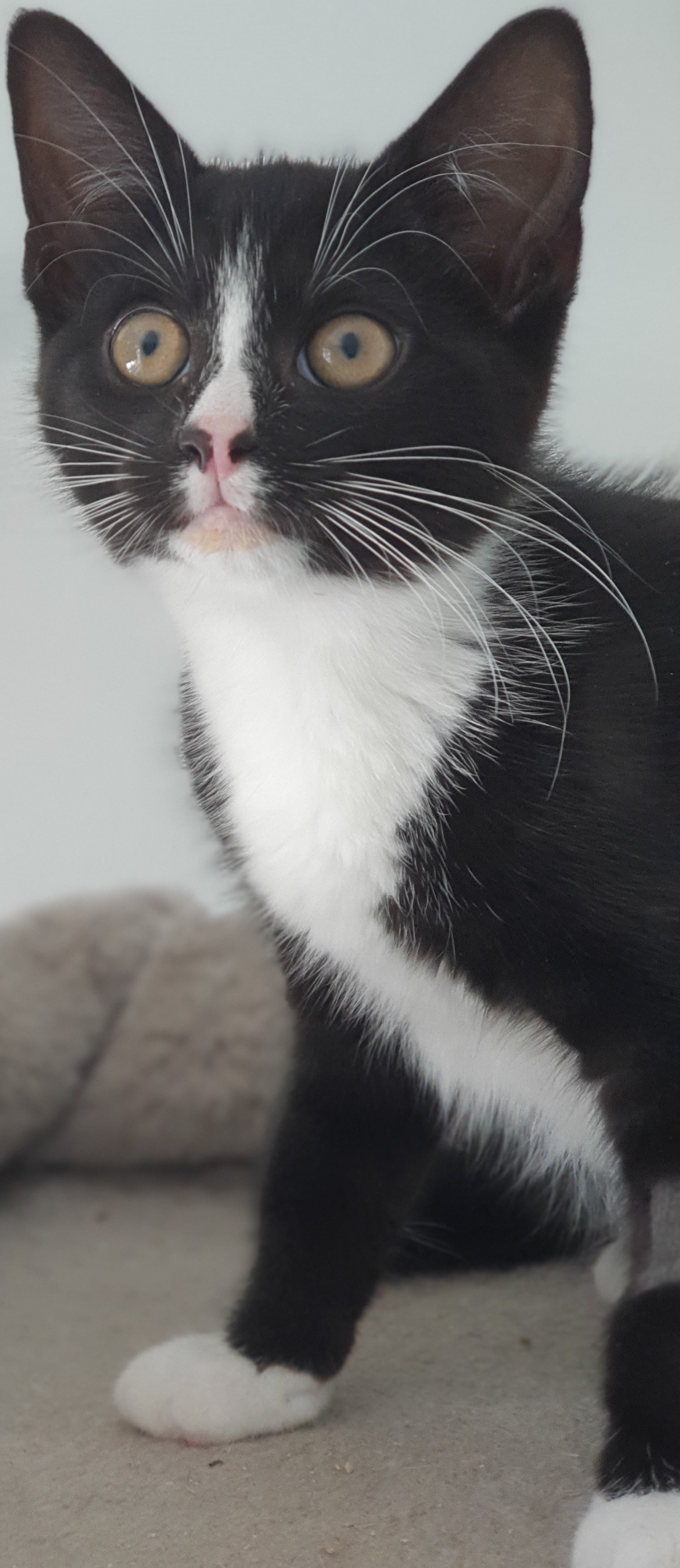 An image of a cat called Charlie.