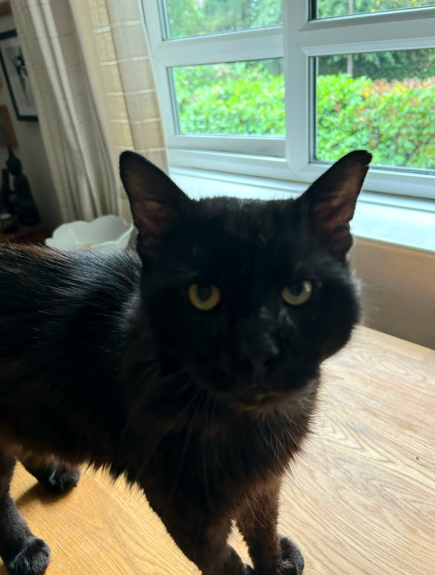An image of a cat called Charlie.