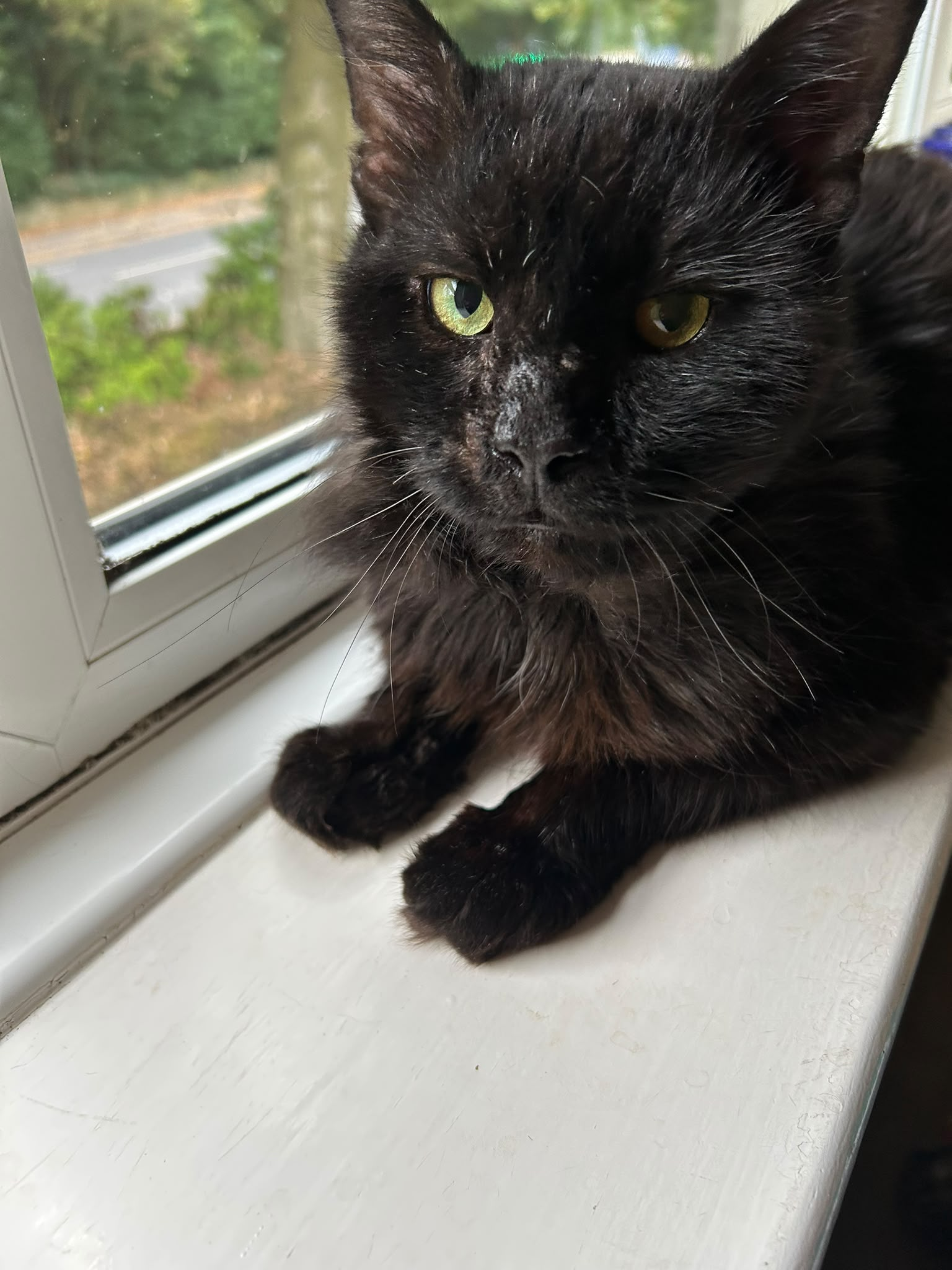 An image of a cat called Charlie.