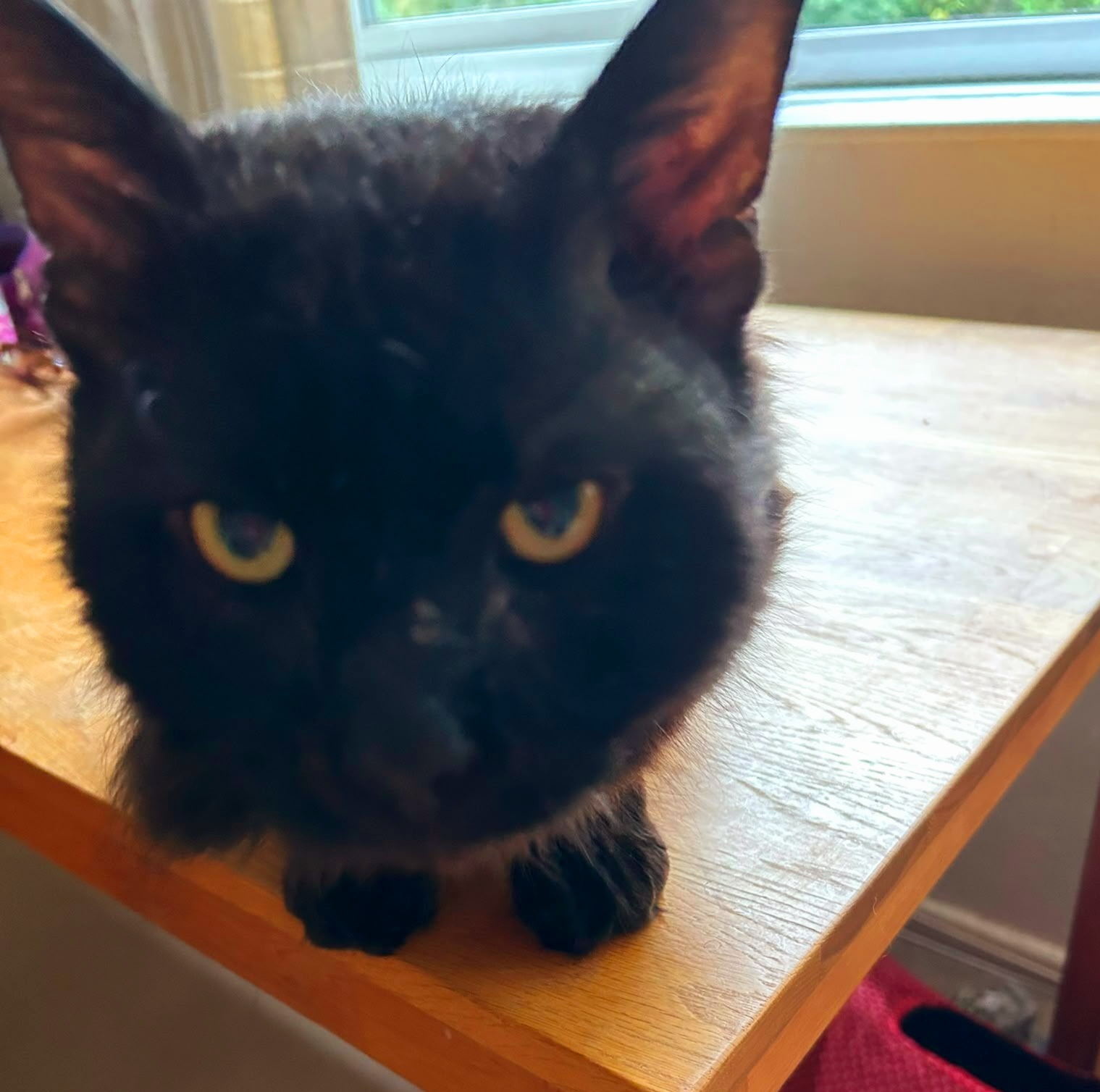 An image of a cat called Charlie.