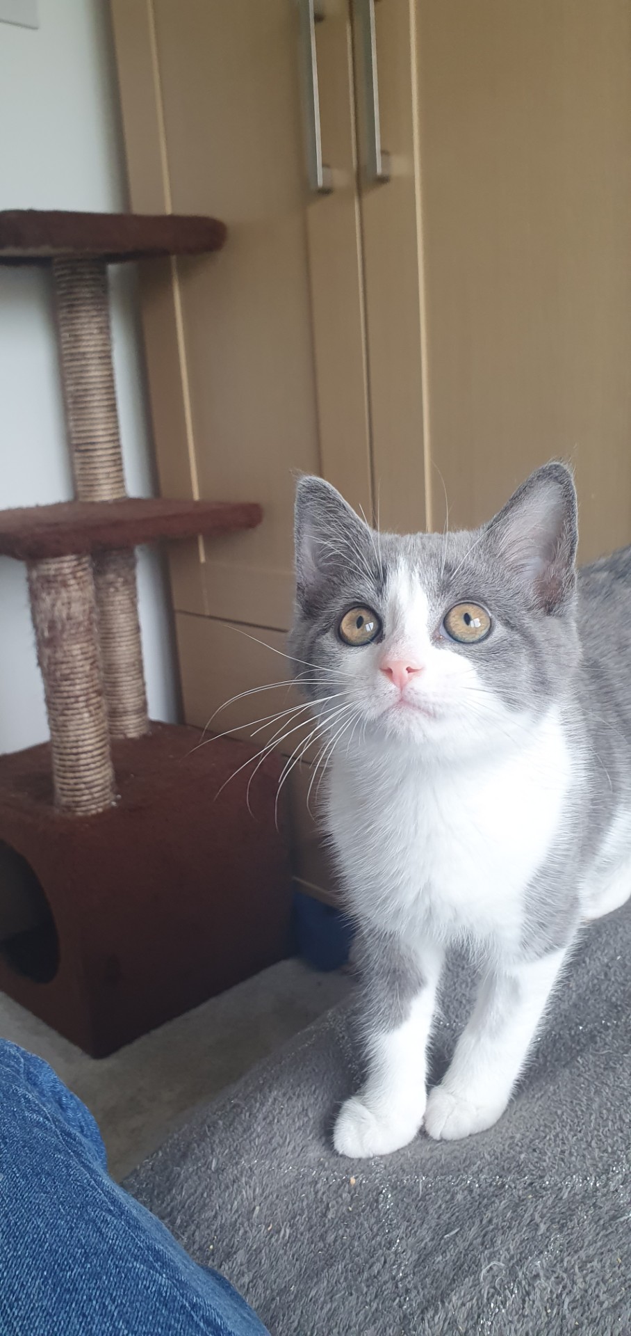 An image of a cat called Cirrus.