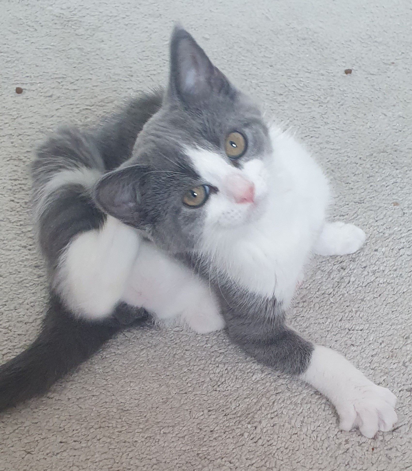 An image of a cat called Cirrus.