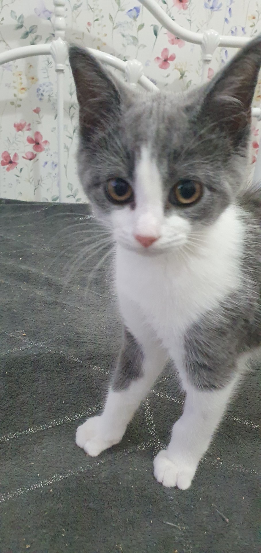 An image of a cat called Cirrus.