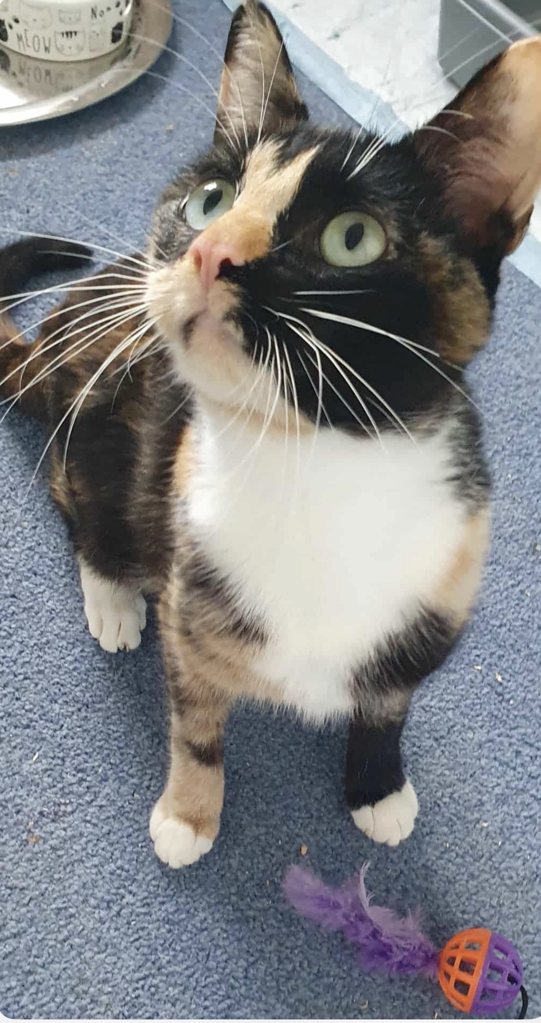 An image of Daisy