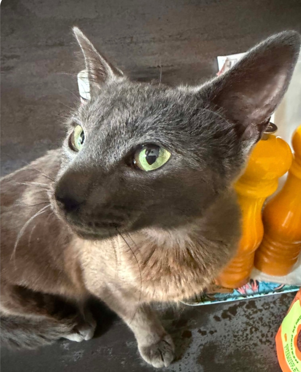 An image of a cat called Dawn.