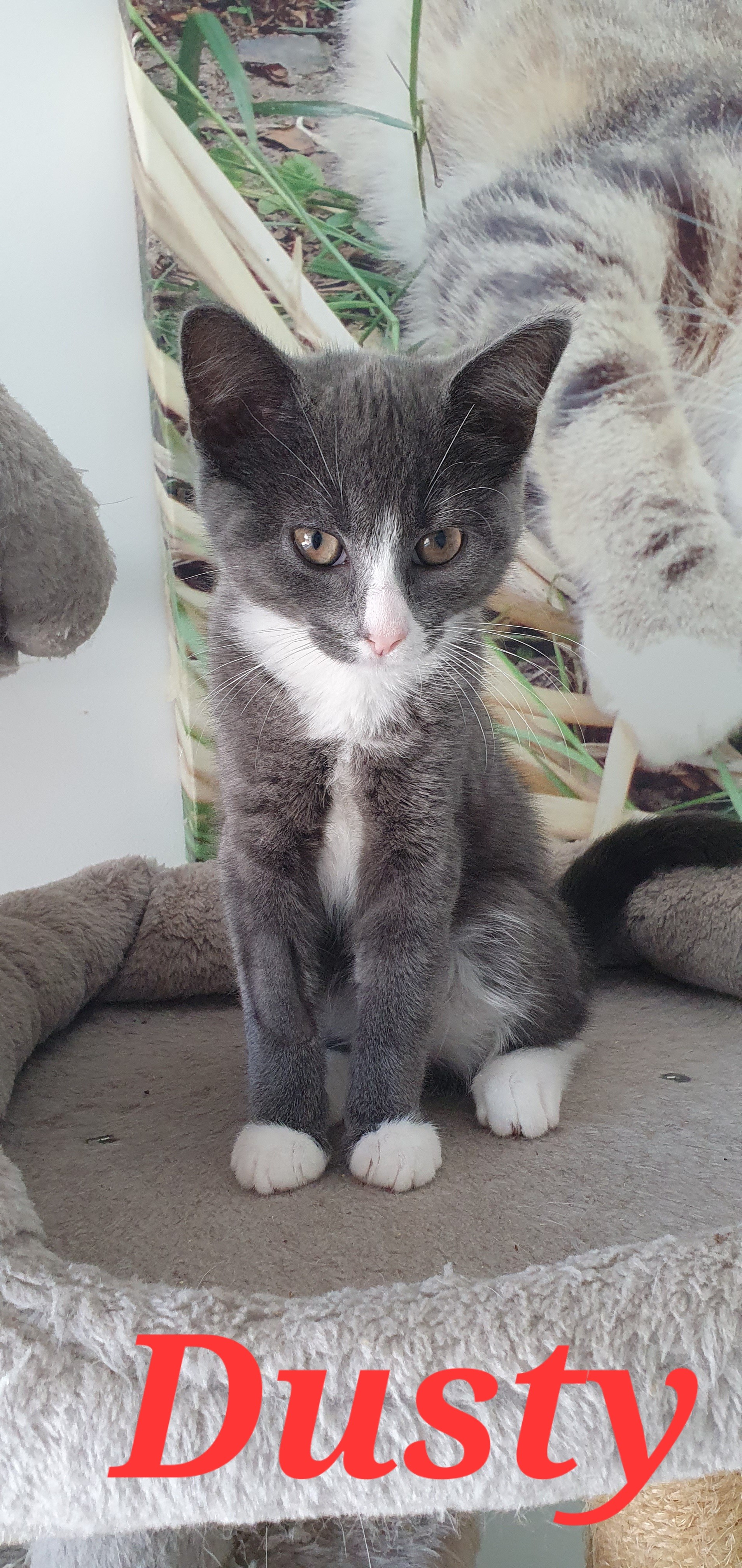 An image of a cat called Dusty.