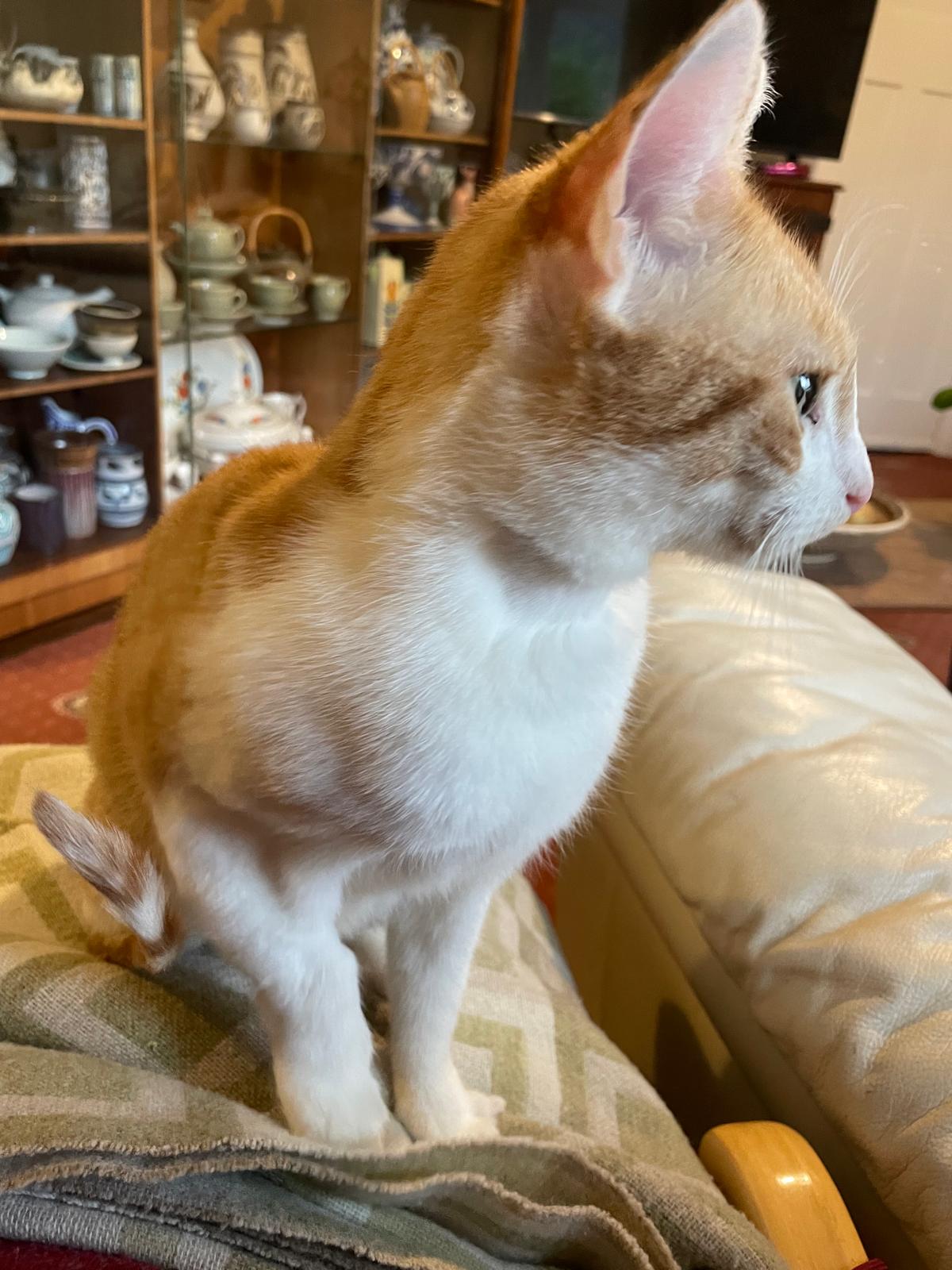 An image of a cat called Felicity.