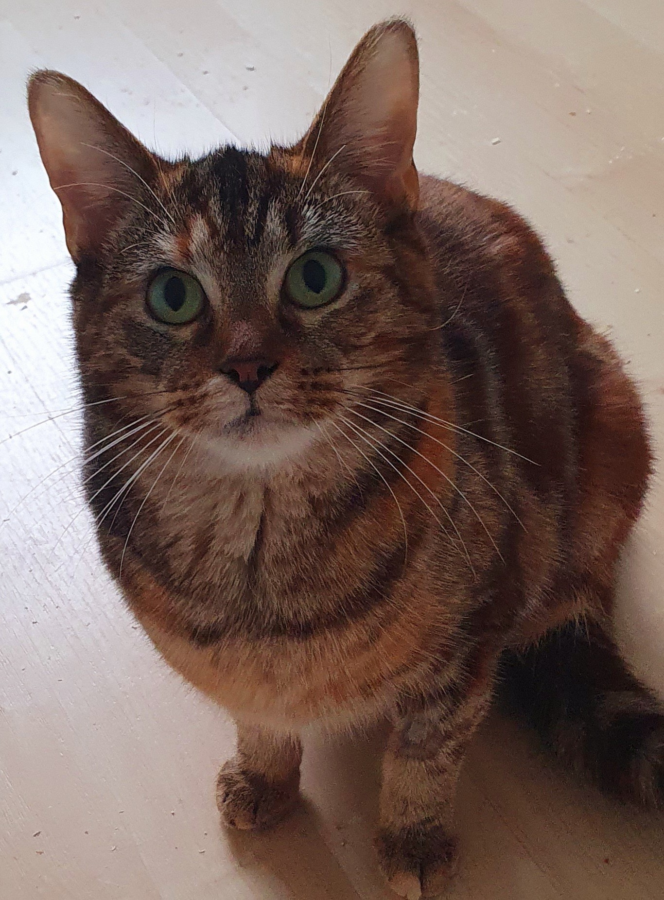 An image of a cat called Fiona.