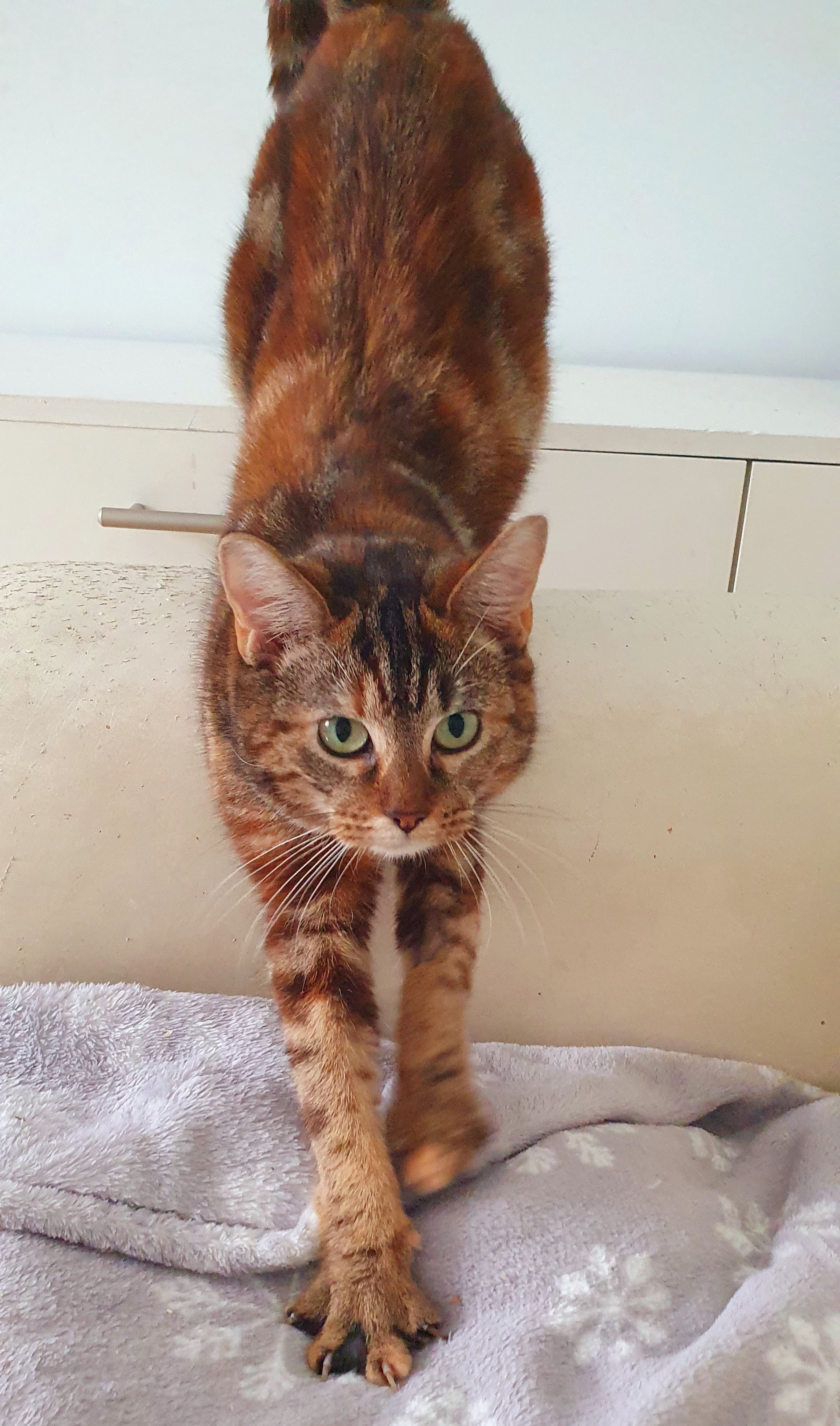 An image of a cat called Fiona.