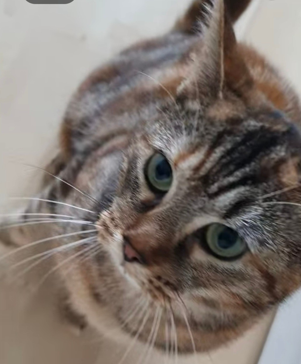 An image of a cat called Fiona.