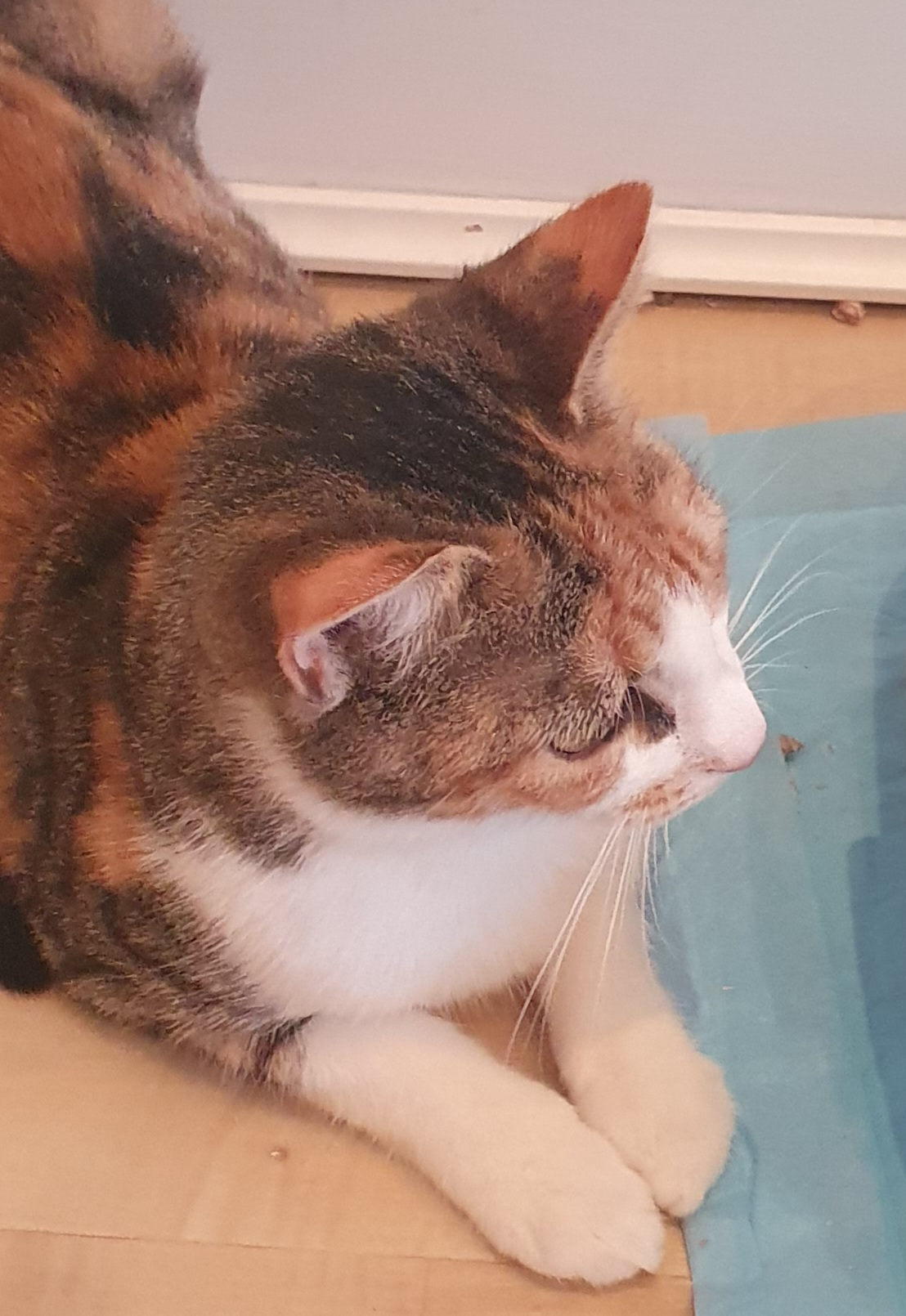 An image of Flossie.