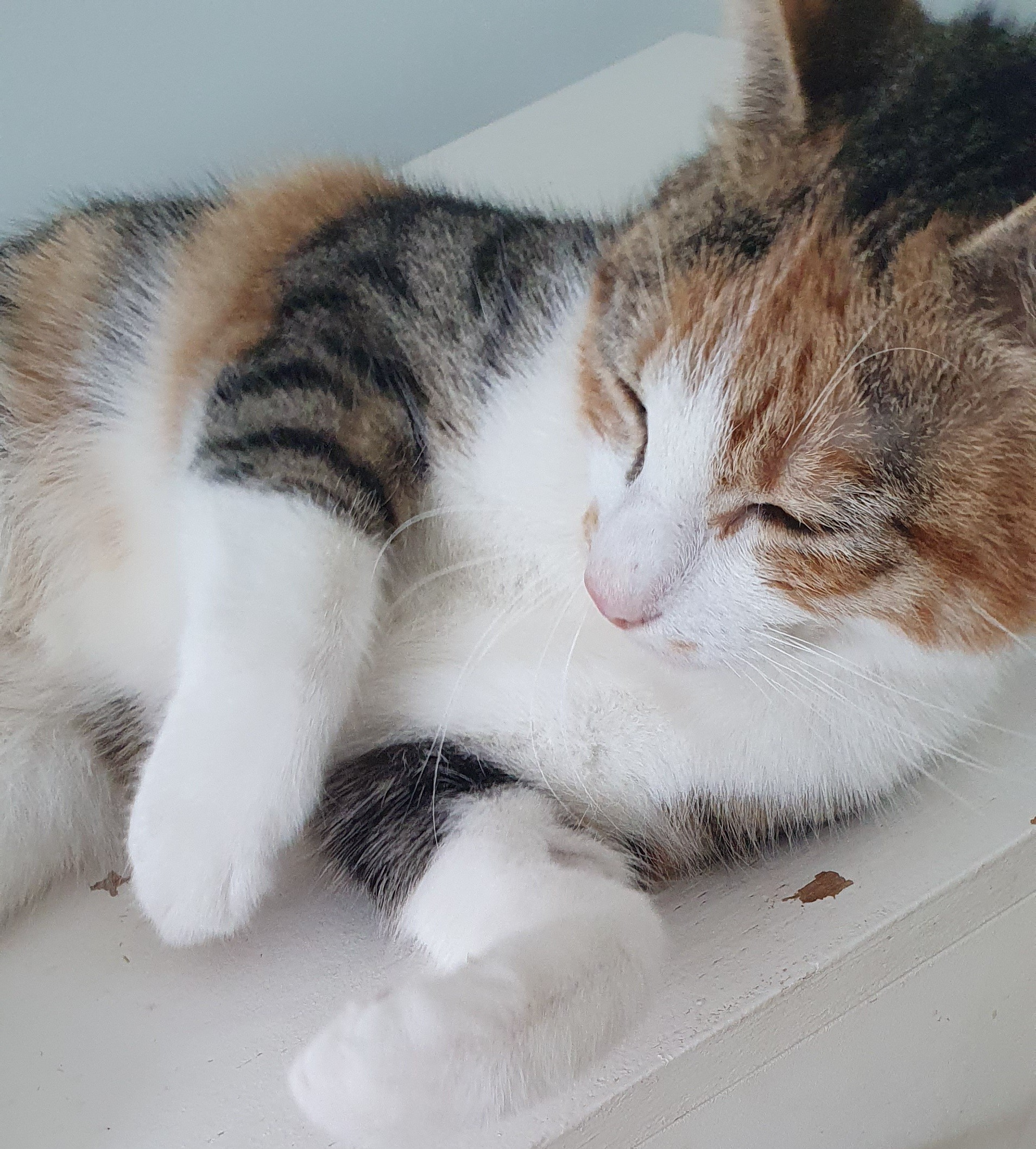An image a cat called Flossie.