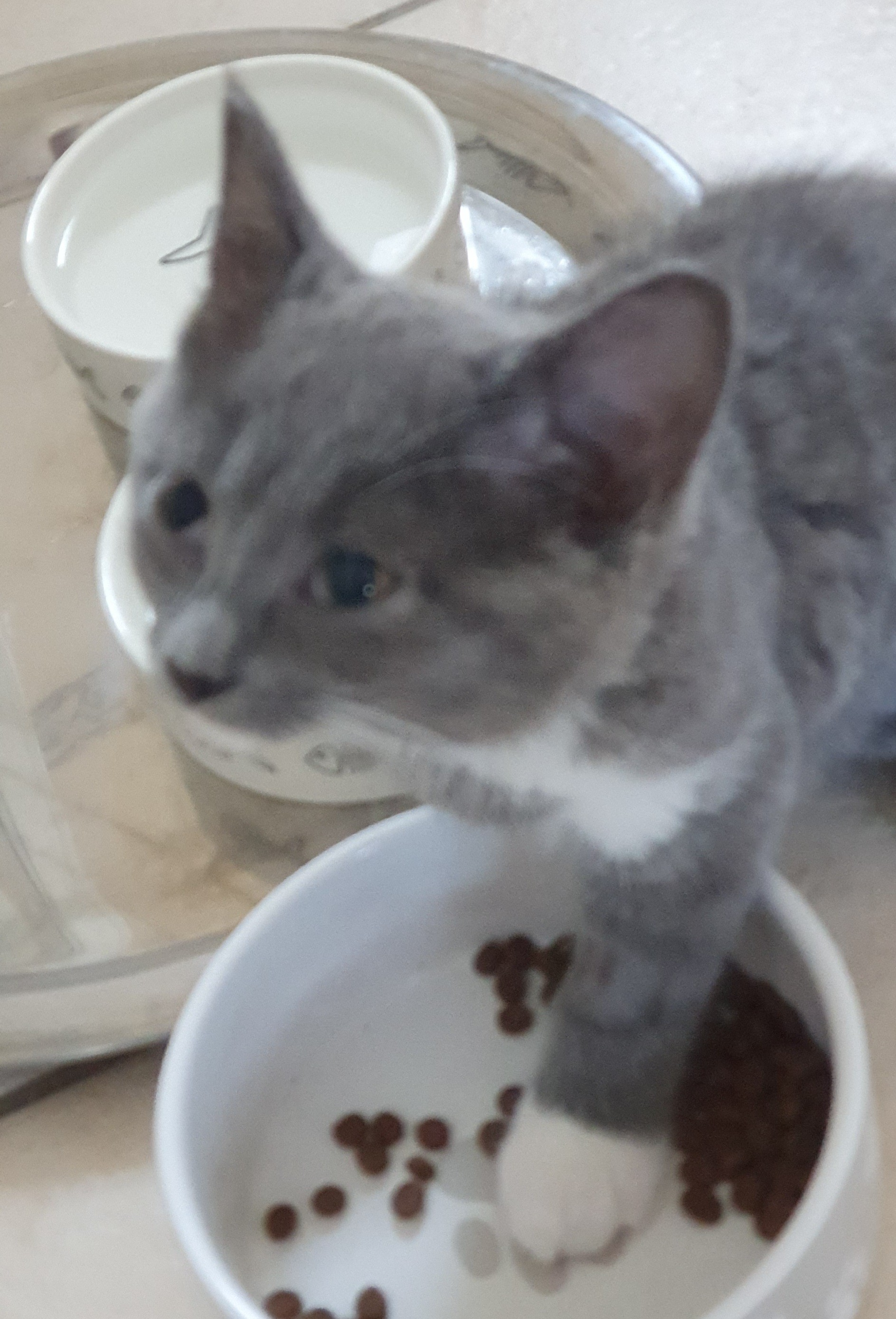 An image of a cat called Gracie.
