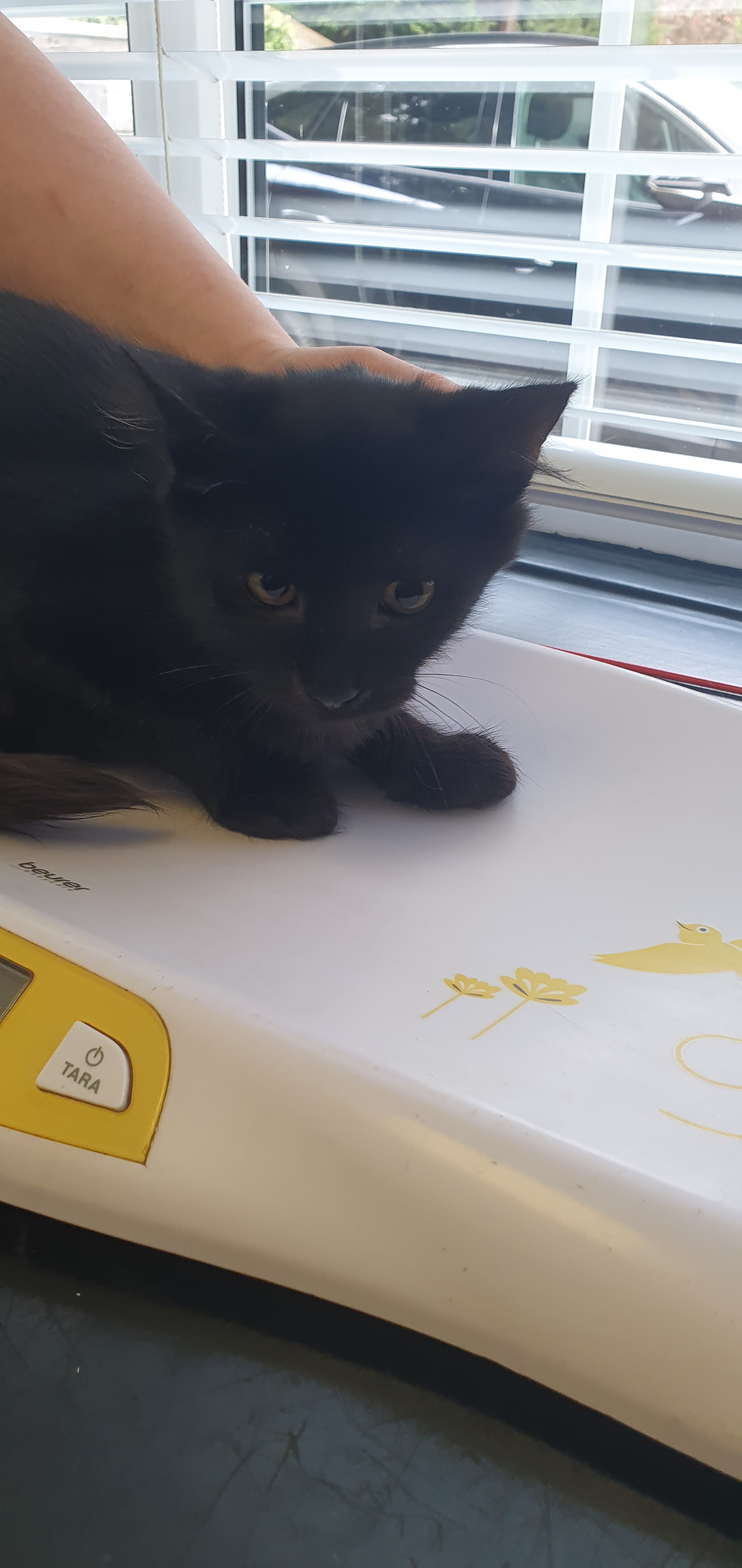 An image of a cat called Leo.