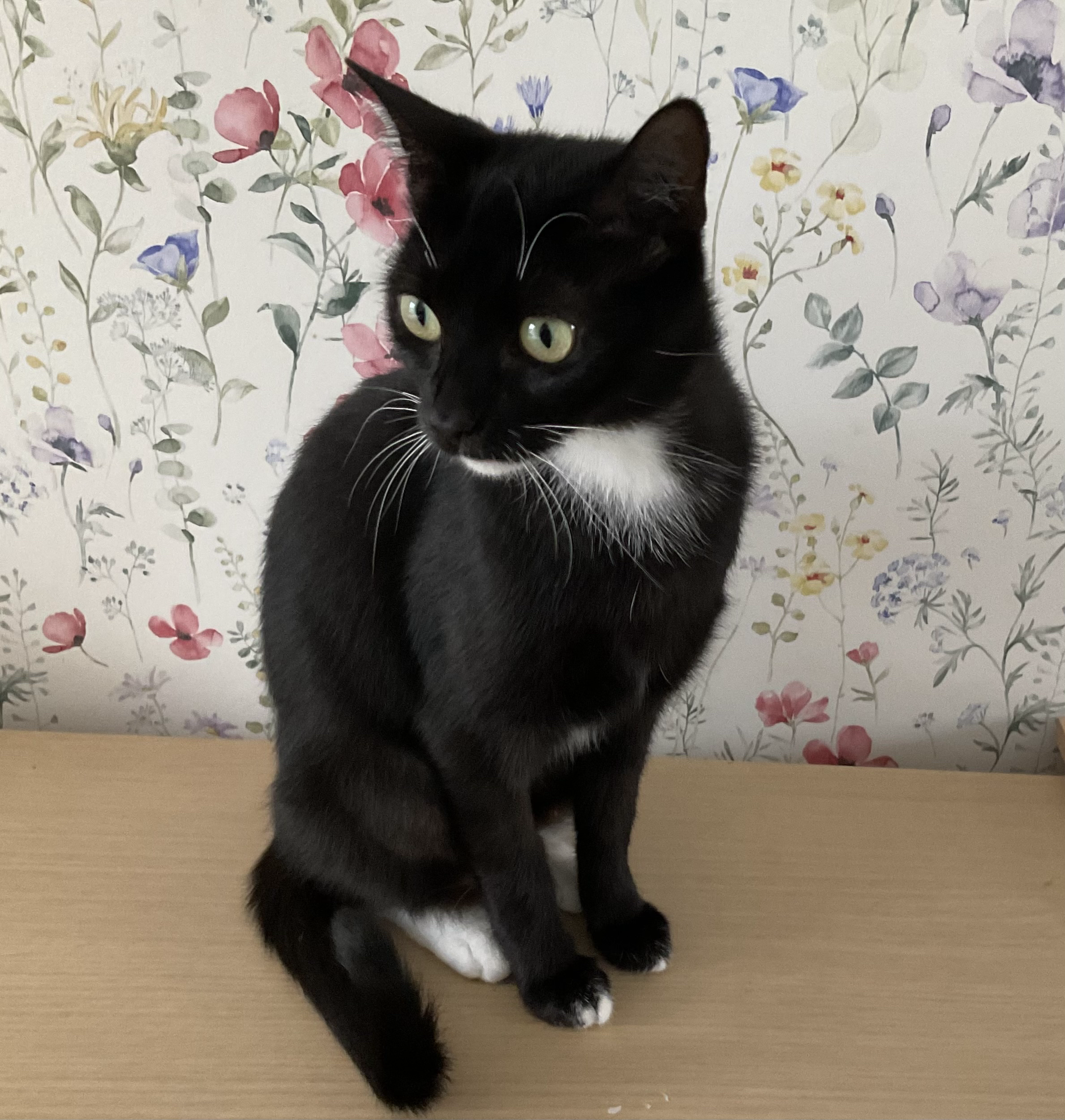 An image of Margot