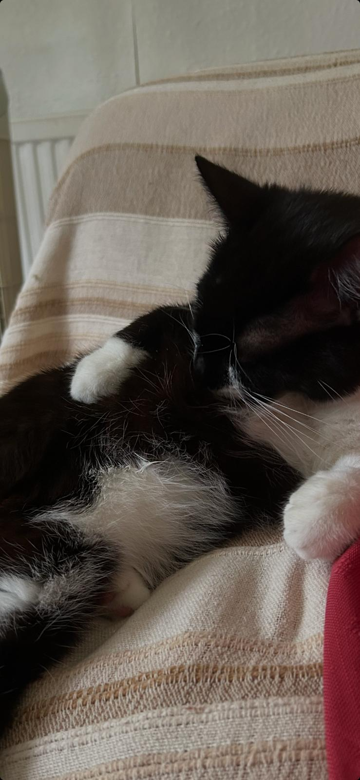 An image of a cat called Mickey