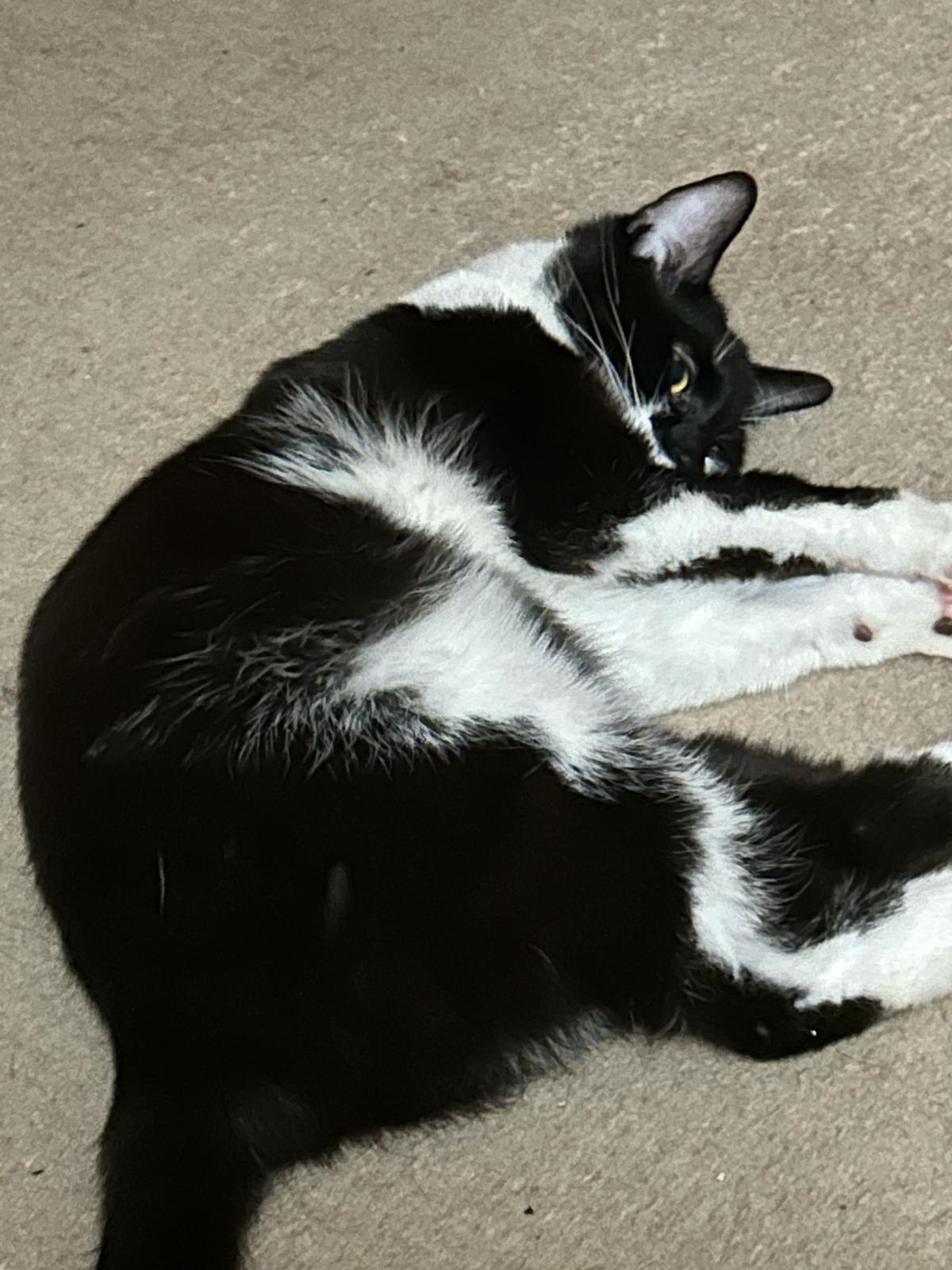 An image of a cat called Mickey