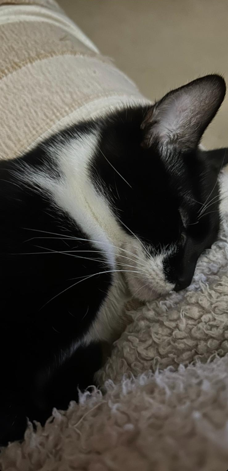 An image of a cat called Mickey