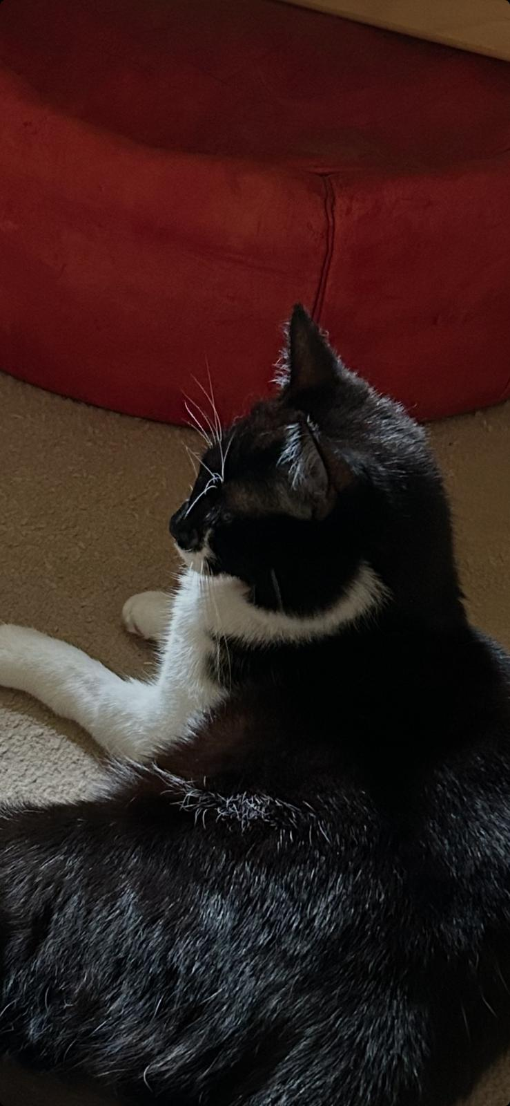 An image of a cat called Mickey