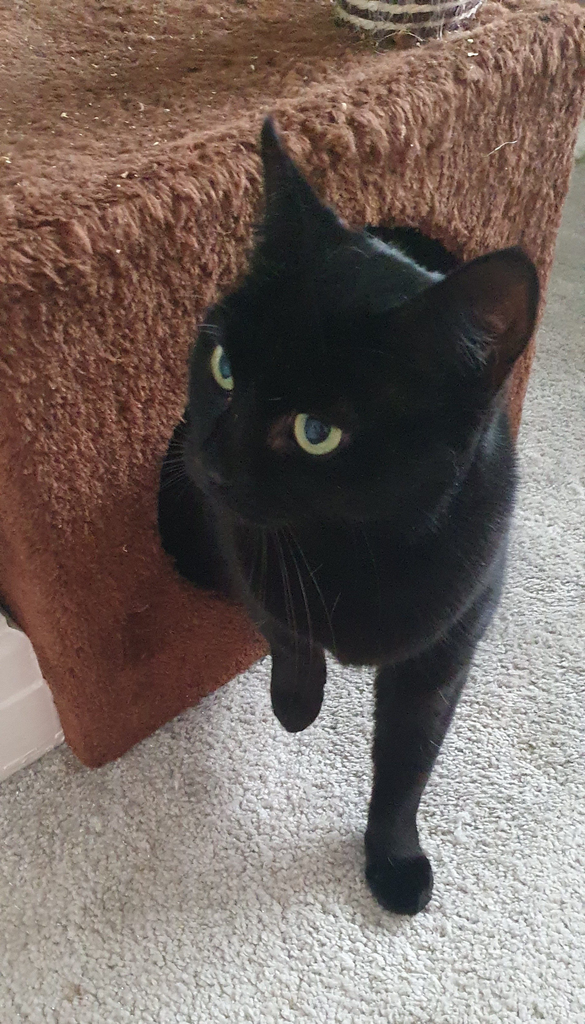 An image of Midnight.