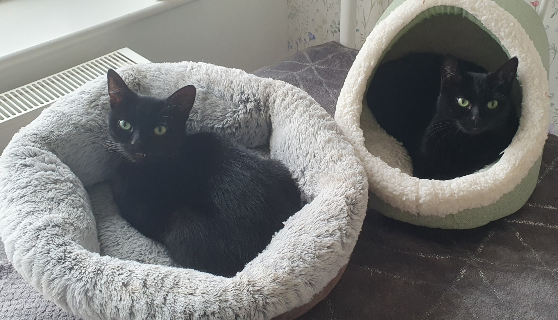 An image of two cats called Midnight and Dora.