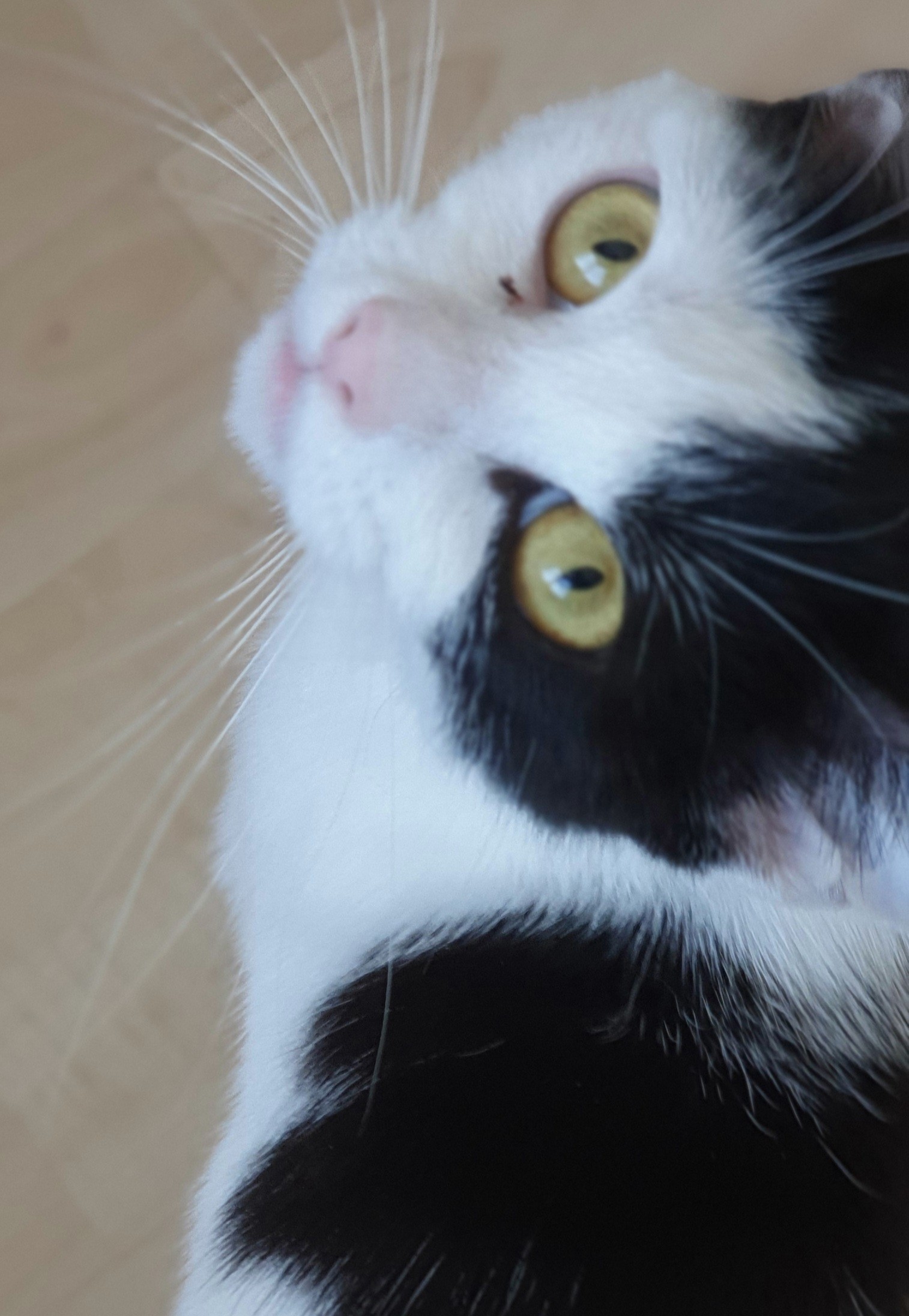 An image of a cat called Minnie.