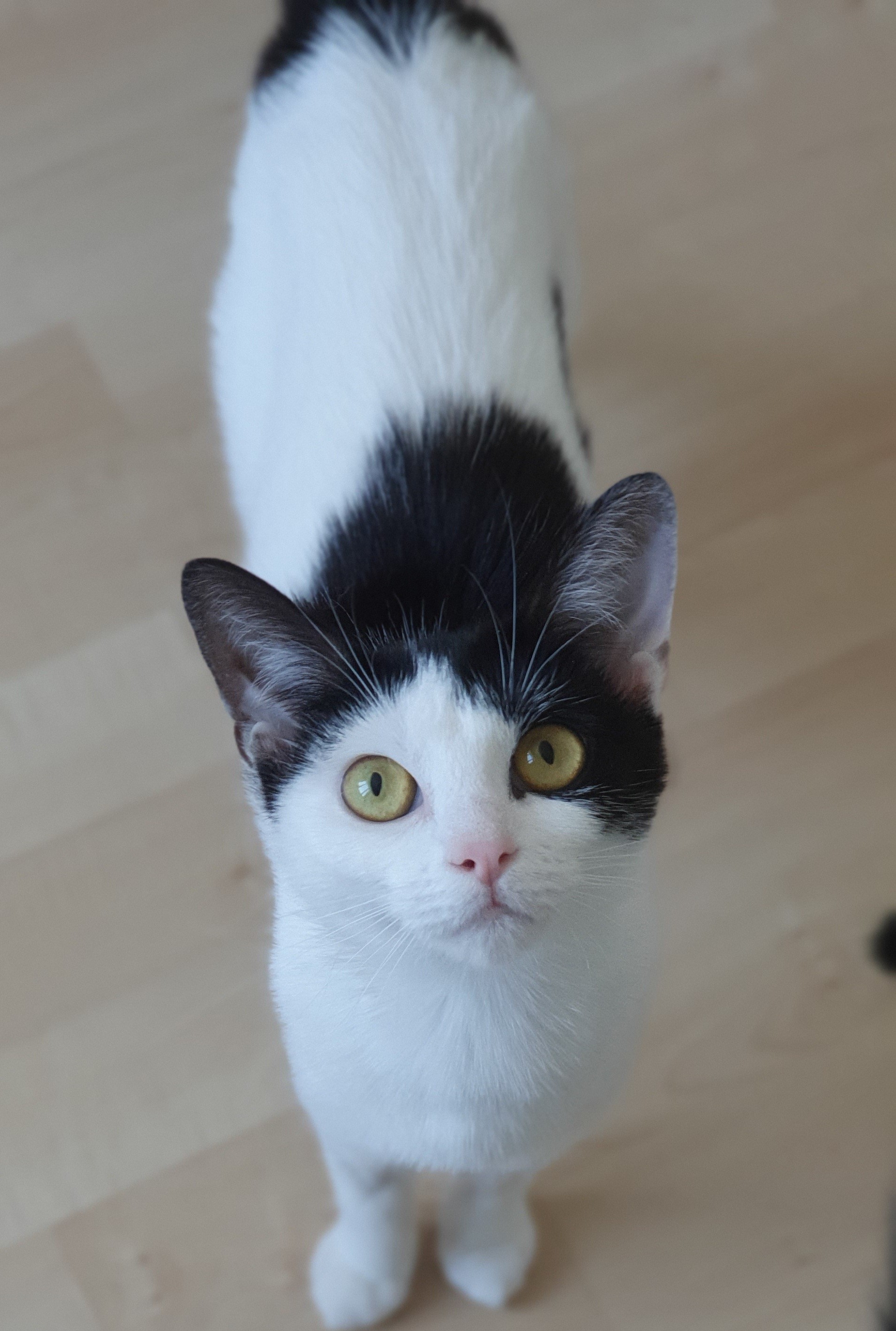 An image of a cat called Minnie.