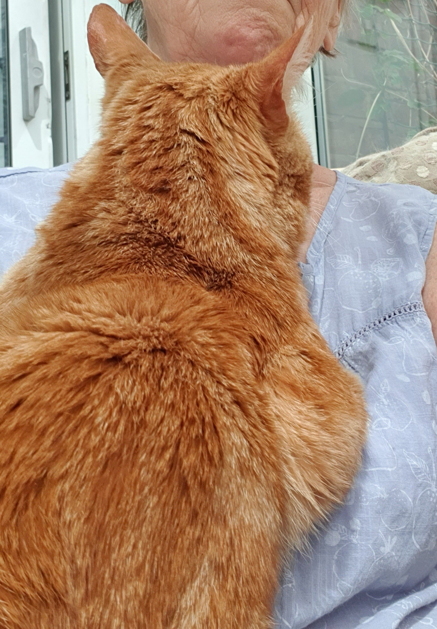 An image of a cat called Moriaty.