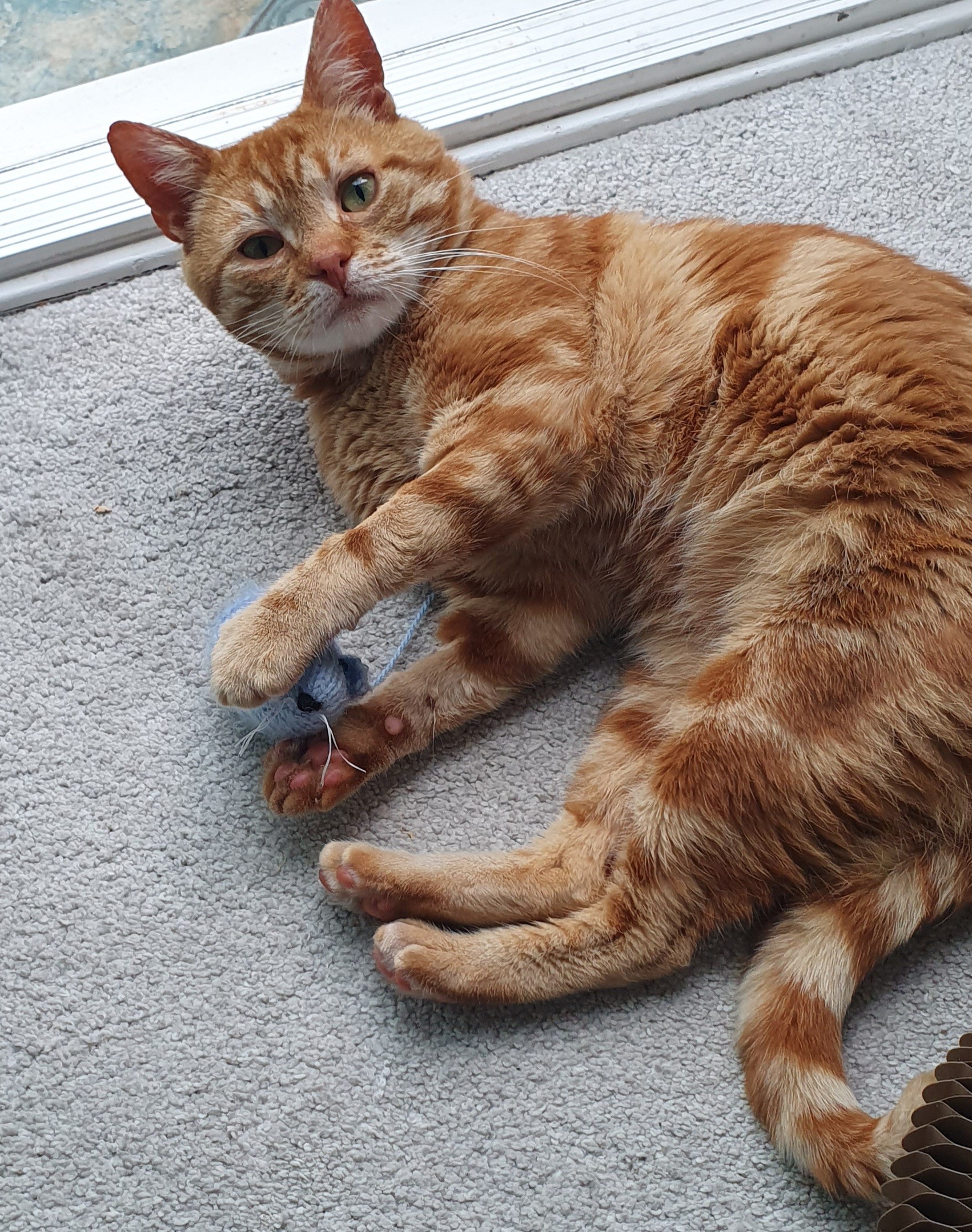 An image of a cat called Moriaty.