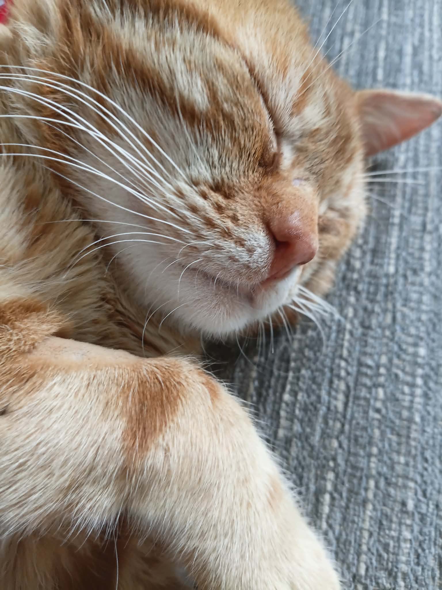 An image of a cat called Moriaty.