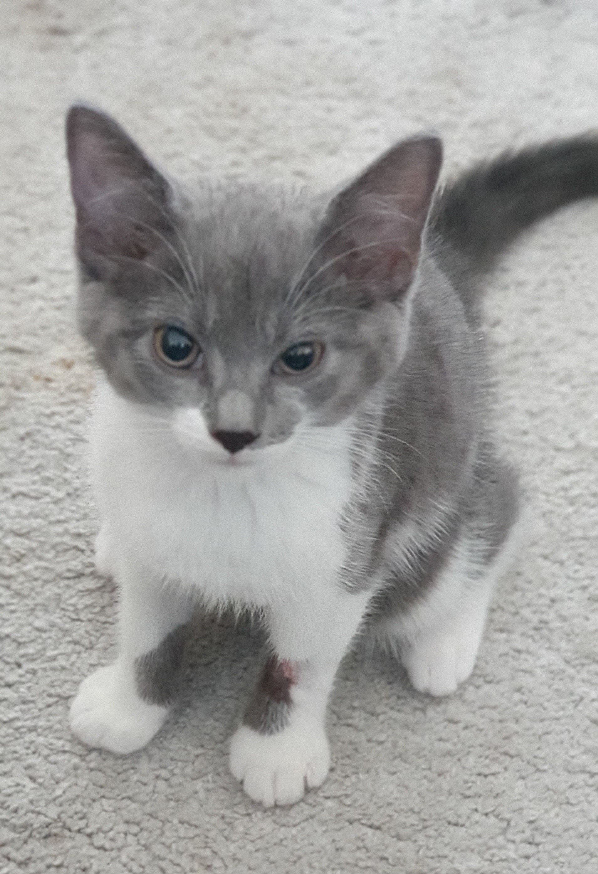An image of a cat called Nimbus.