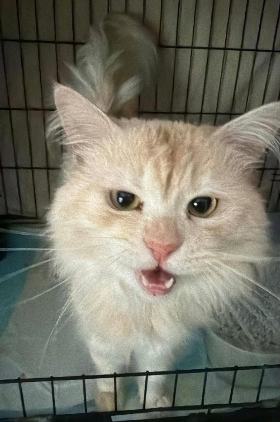 An image of a cat called Percy