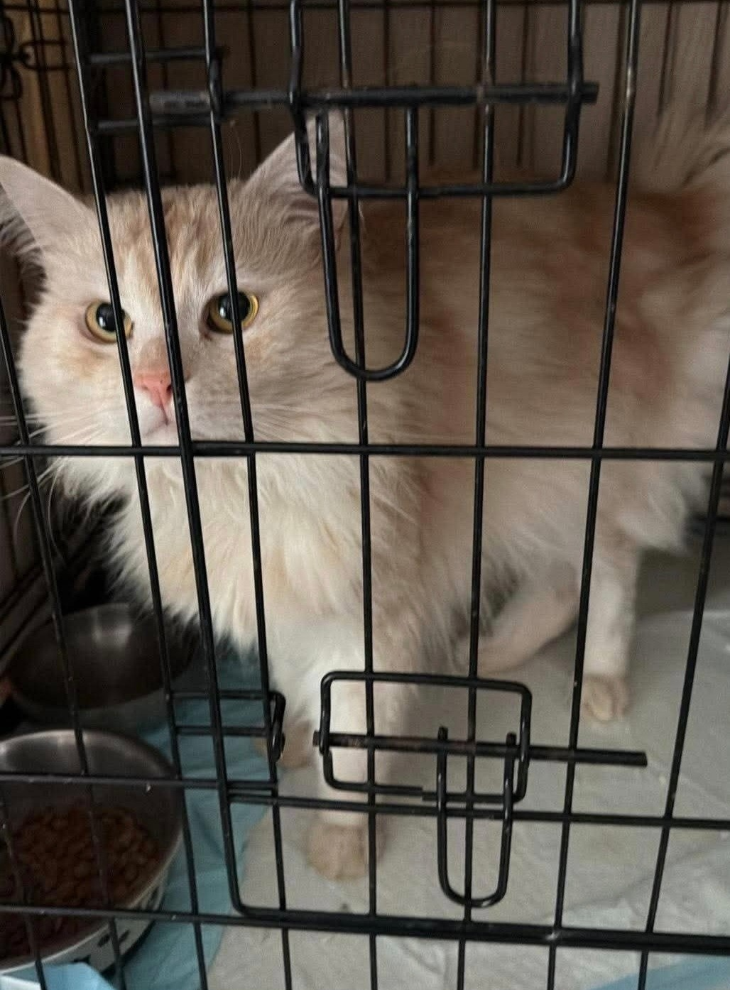 An image of a cat called Percy