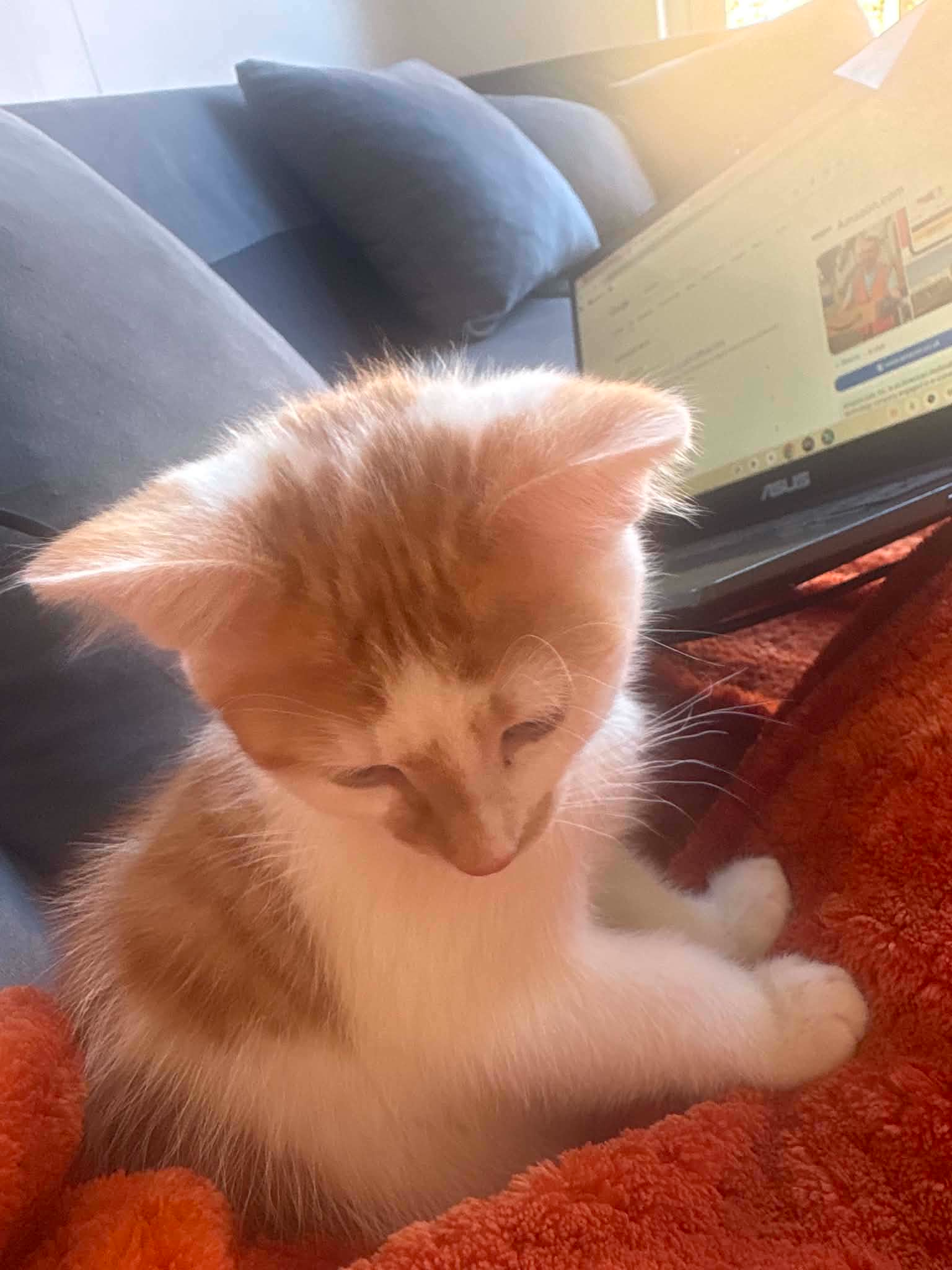 An image a cat called Phineas.