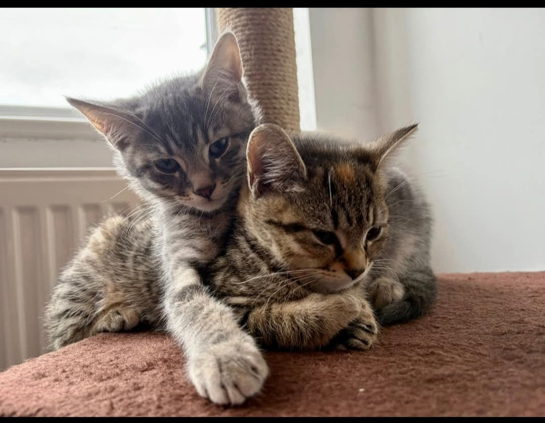 An image of two cats called Phoenix and Phoebe.