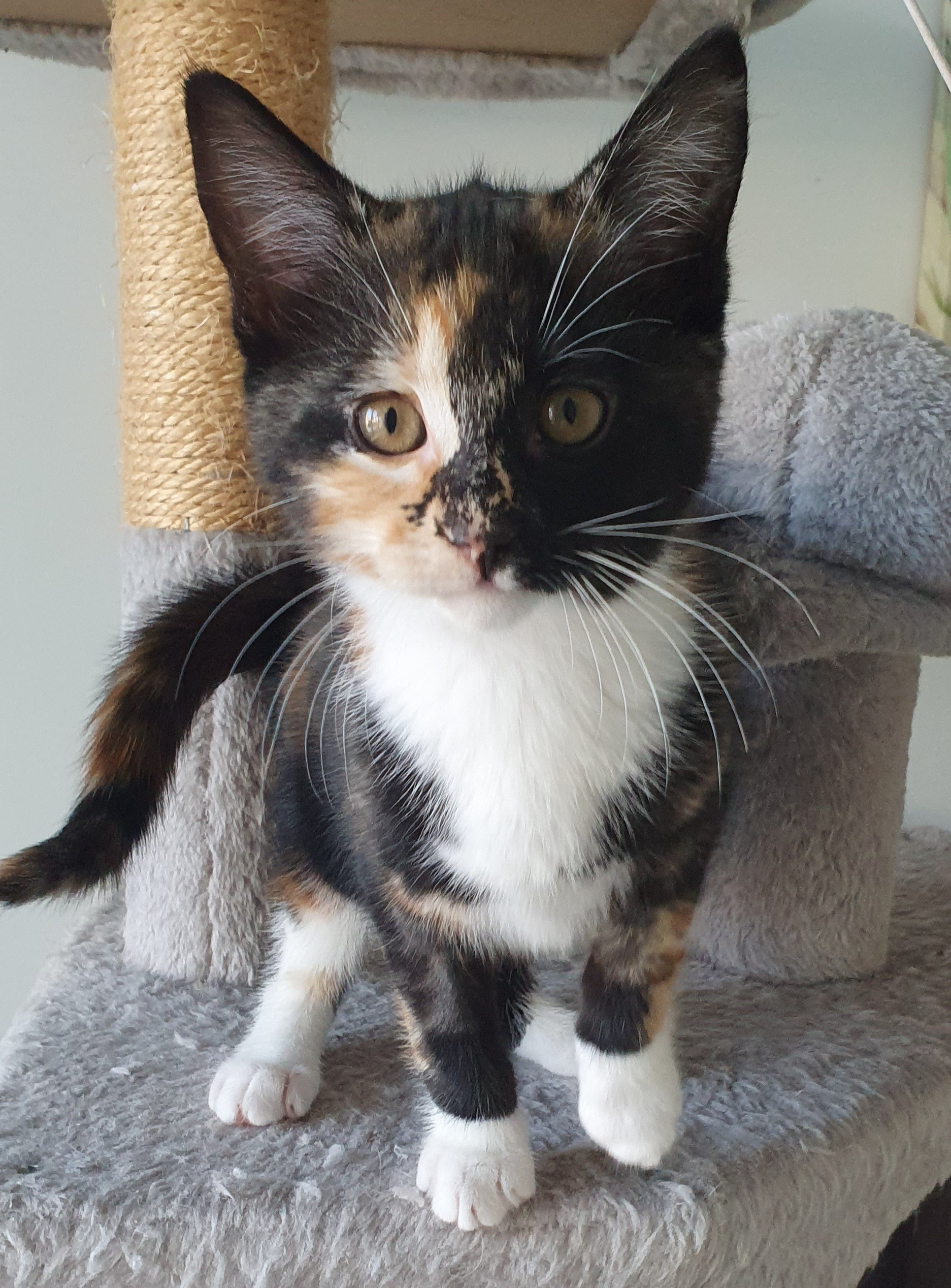 An image a cat called Phylis.