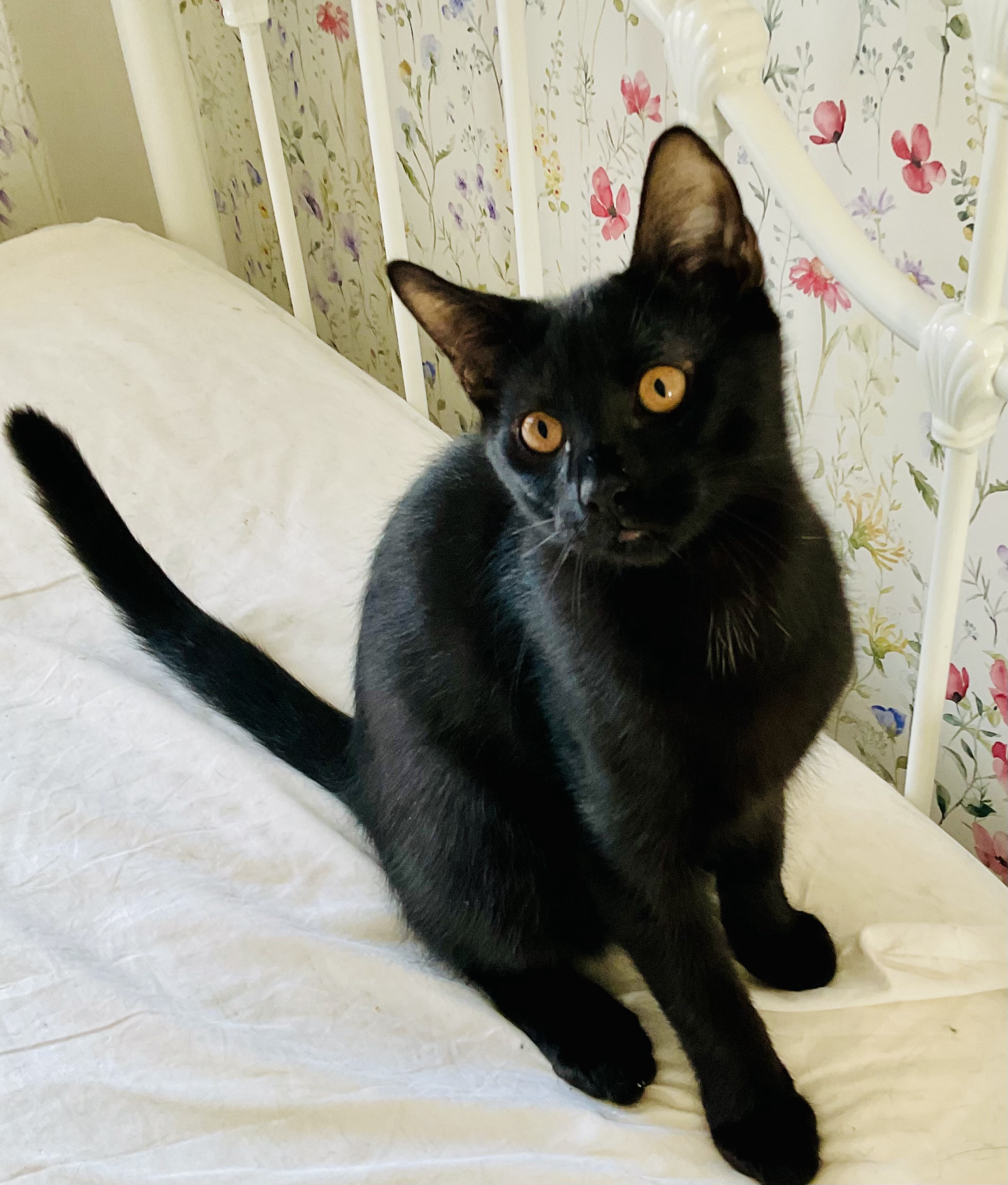 An image of Rupert