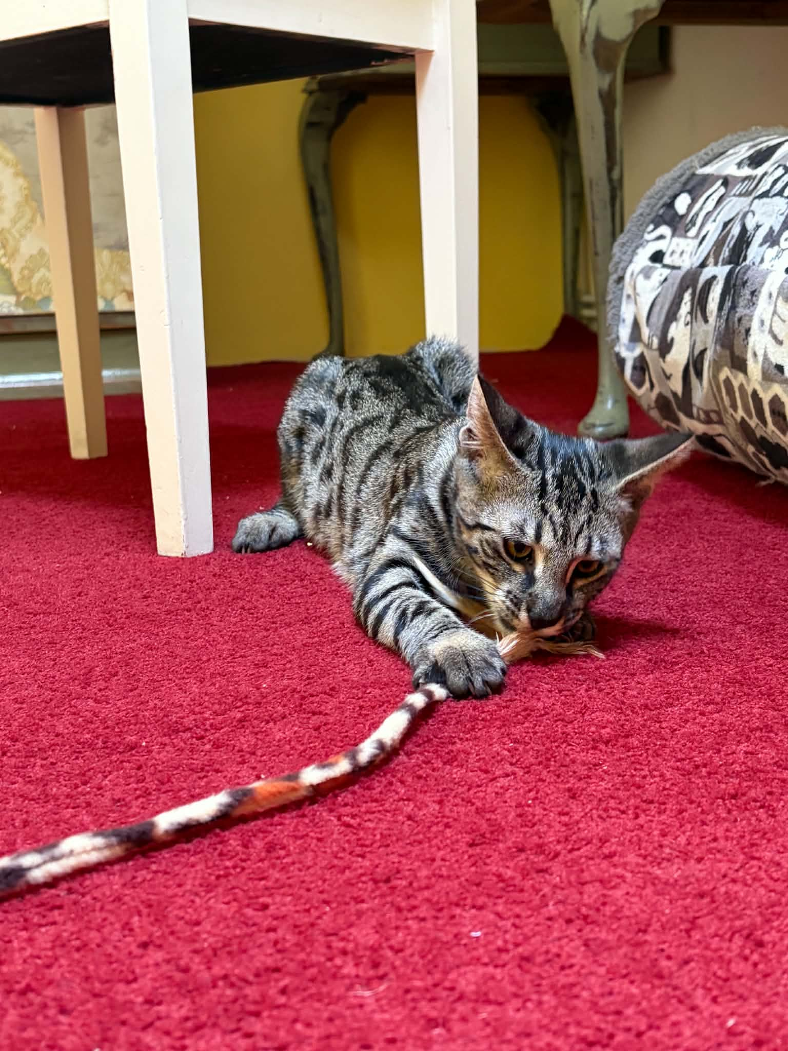 An image of a cat called Simba.