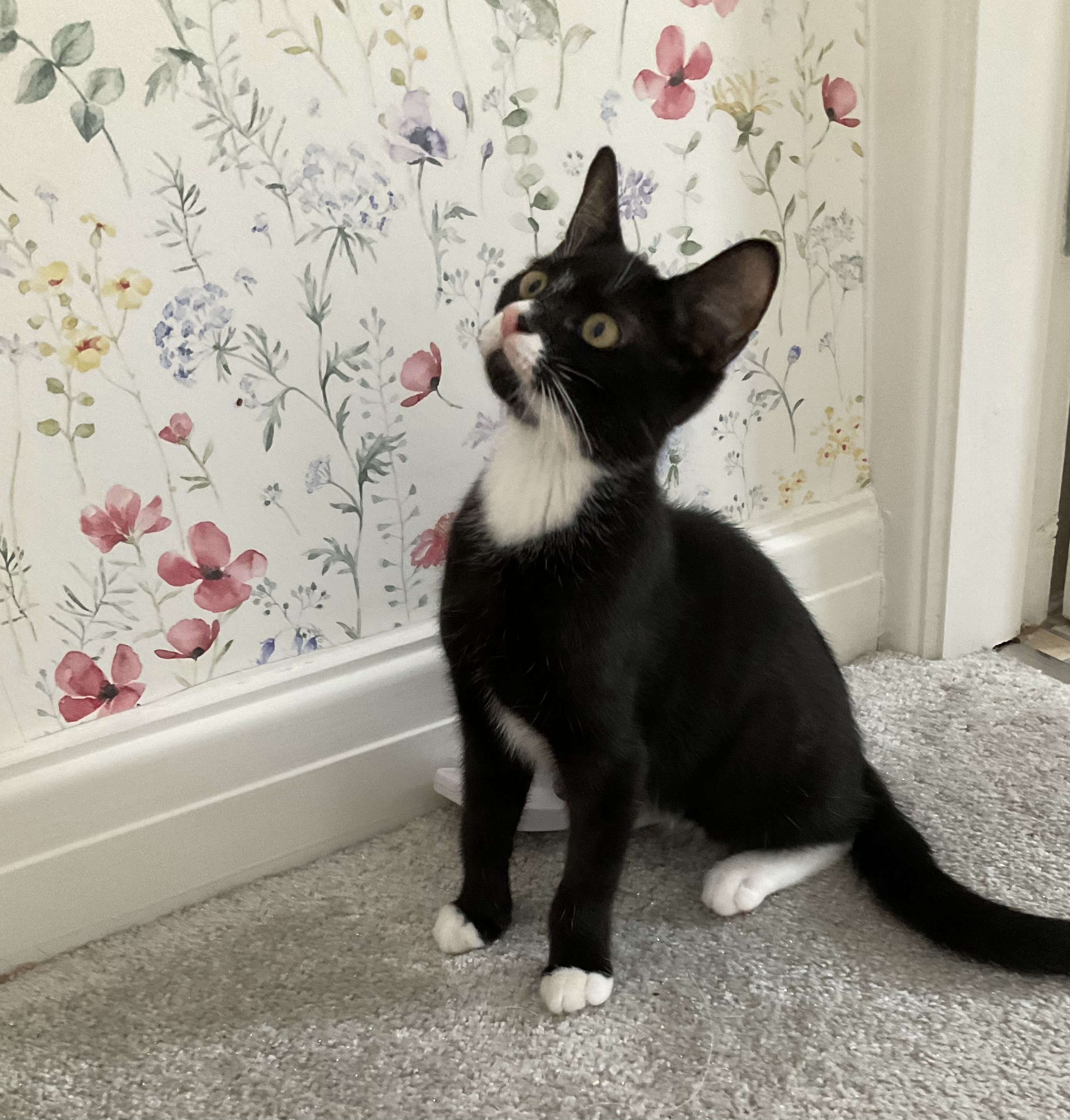 An image of Sylvie