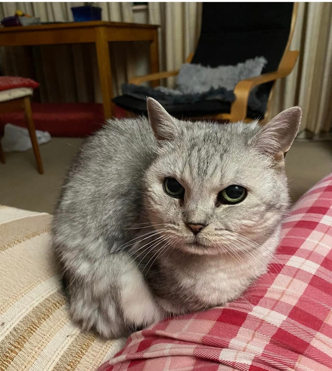 An image of Tiggy.