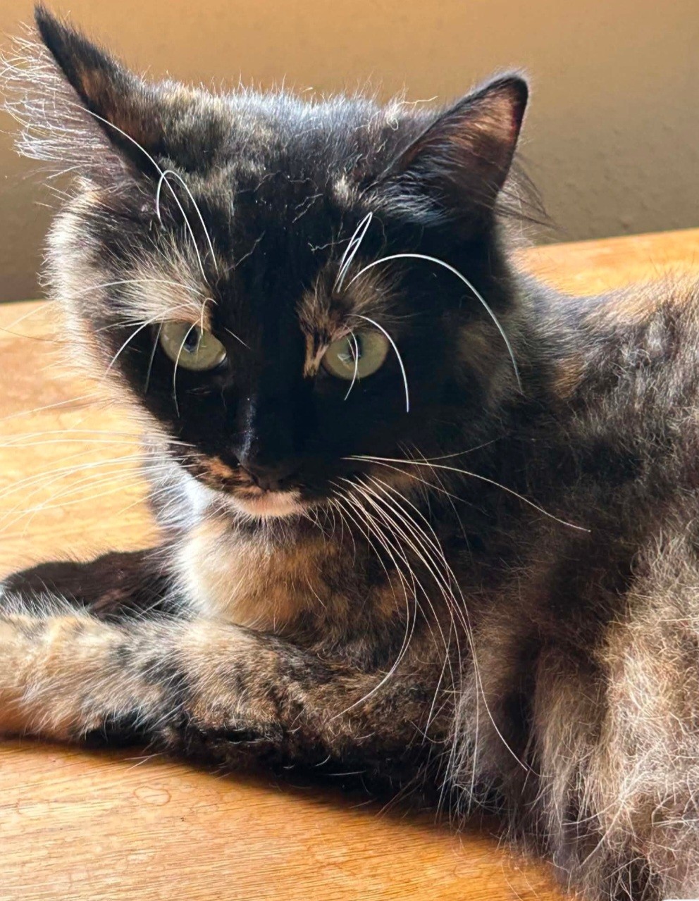 An image of a cat called Tilly.