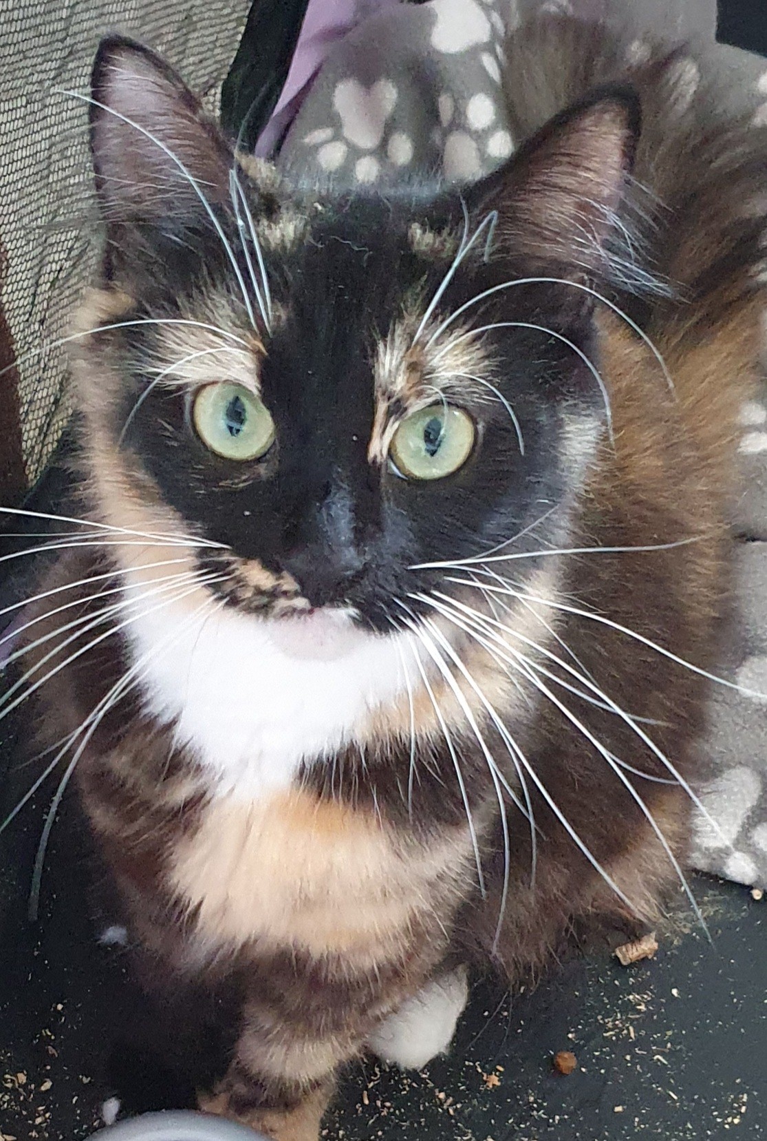 An image of a cat called Tilly.