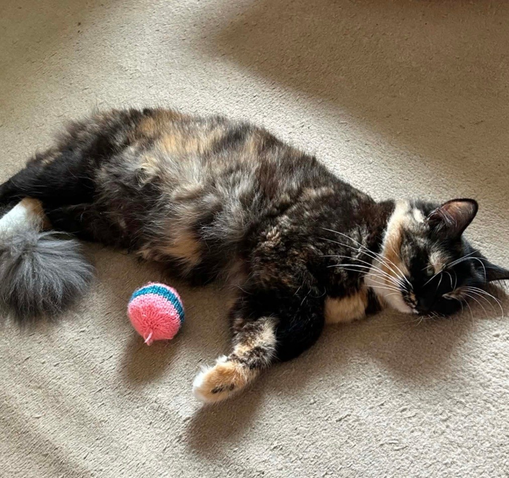 An image of a cat called Tilly.