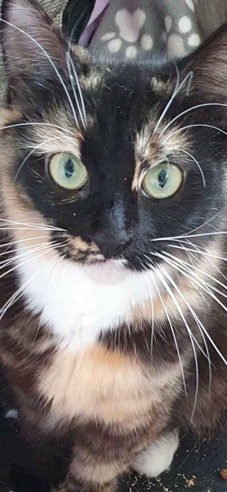 An image of a cat called Tilly.